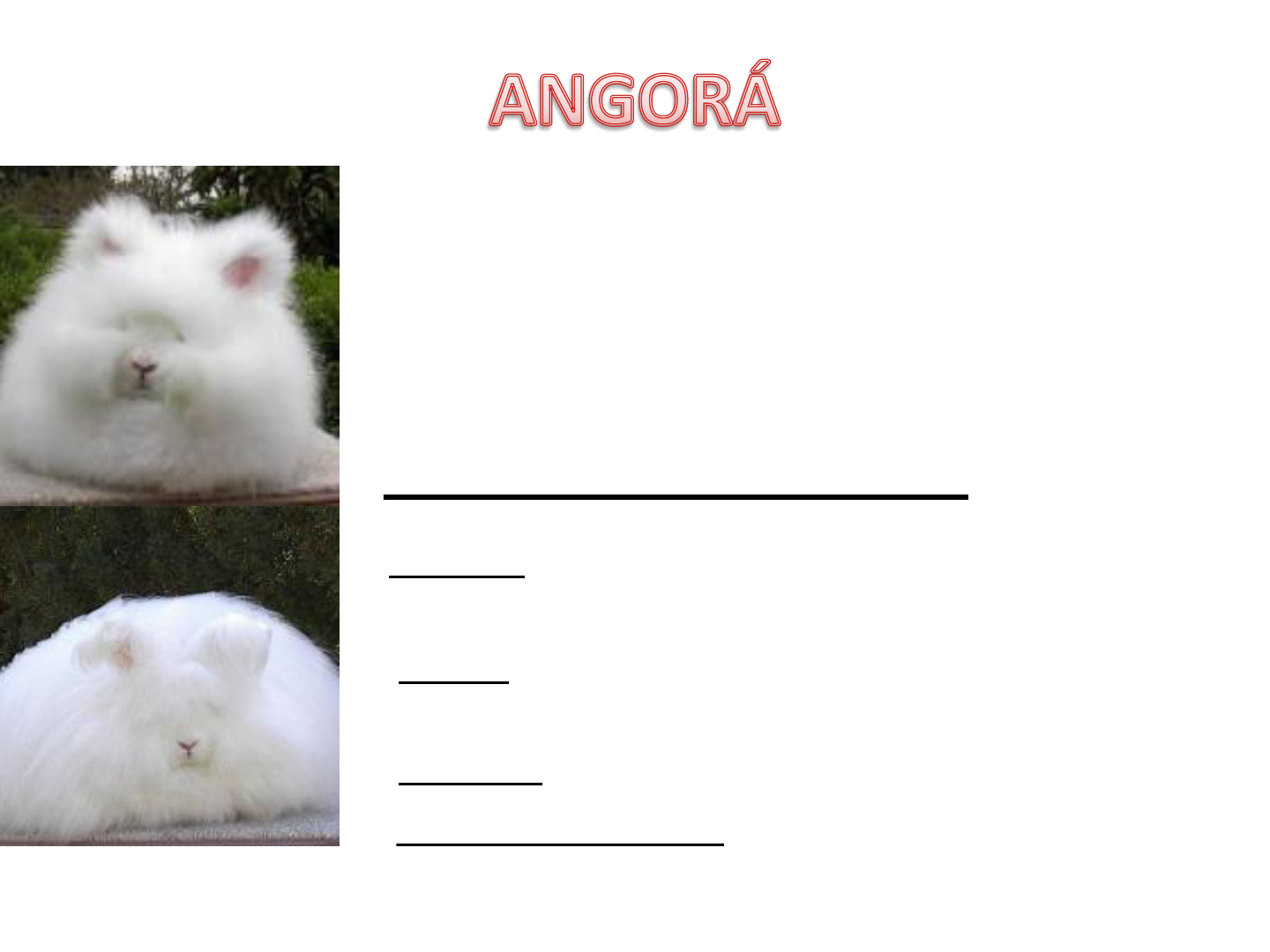 Grátis: MANEJO NA CUNICULTURA - Material Claro e Objetivo em PDF para  Estudo Rápido, image size:1440x1080