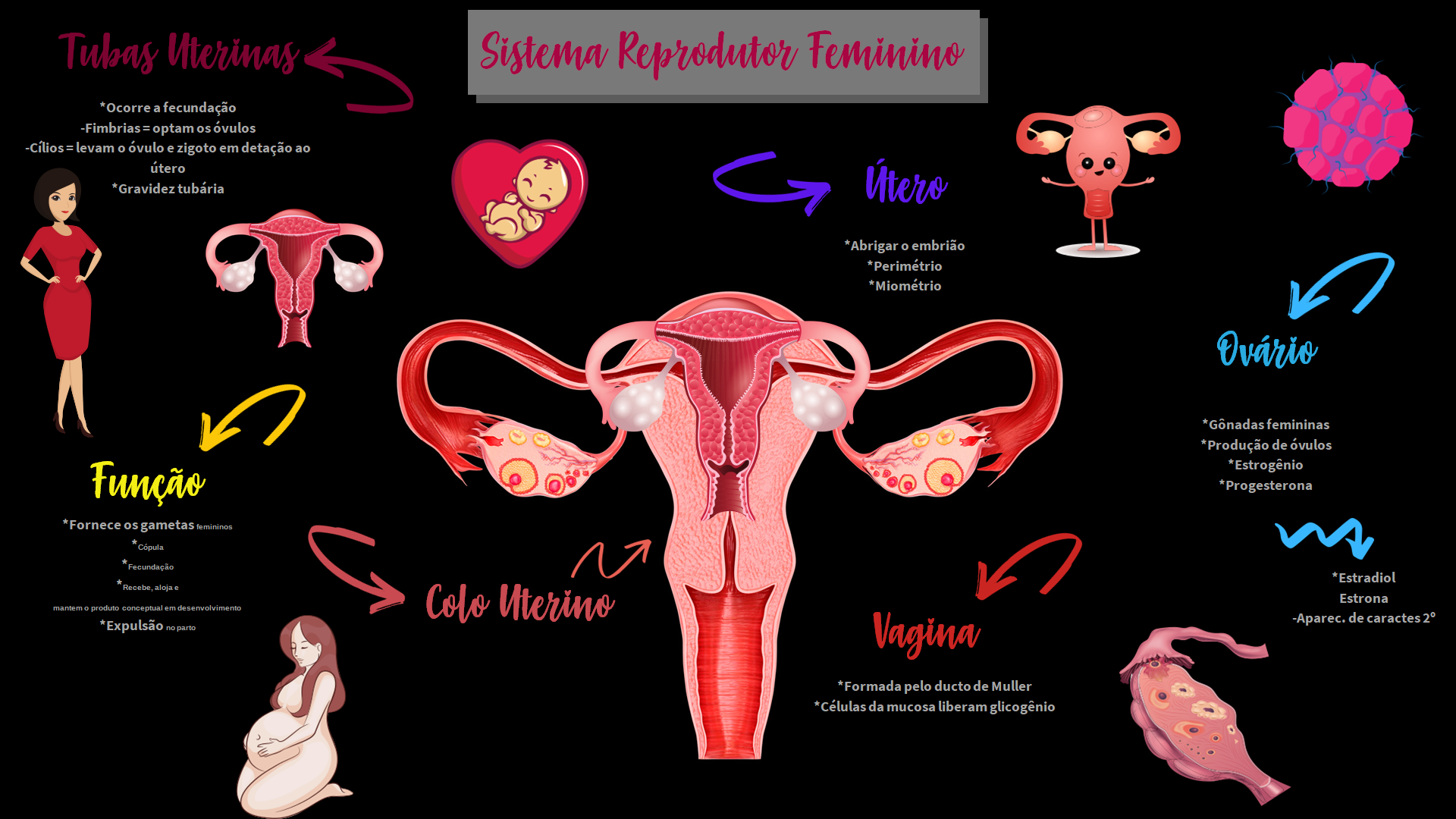 Sistema Reprodutor Feminino Anatomia I