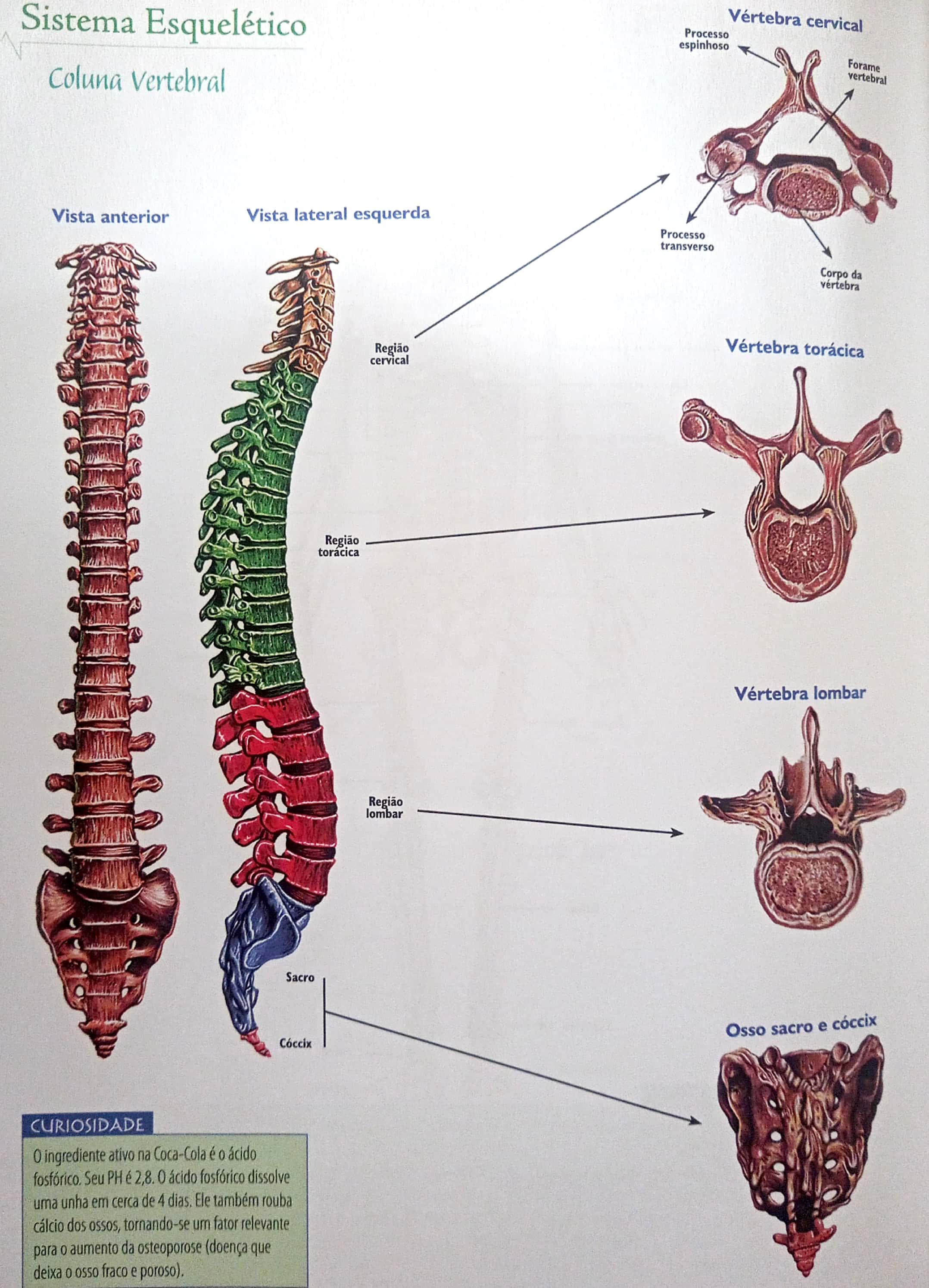 Coluna Vertebral E Tipos De Vertebras - Anatomia Humana I