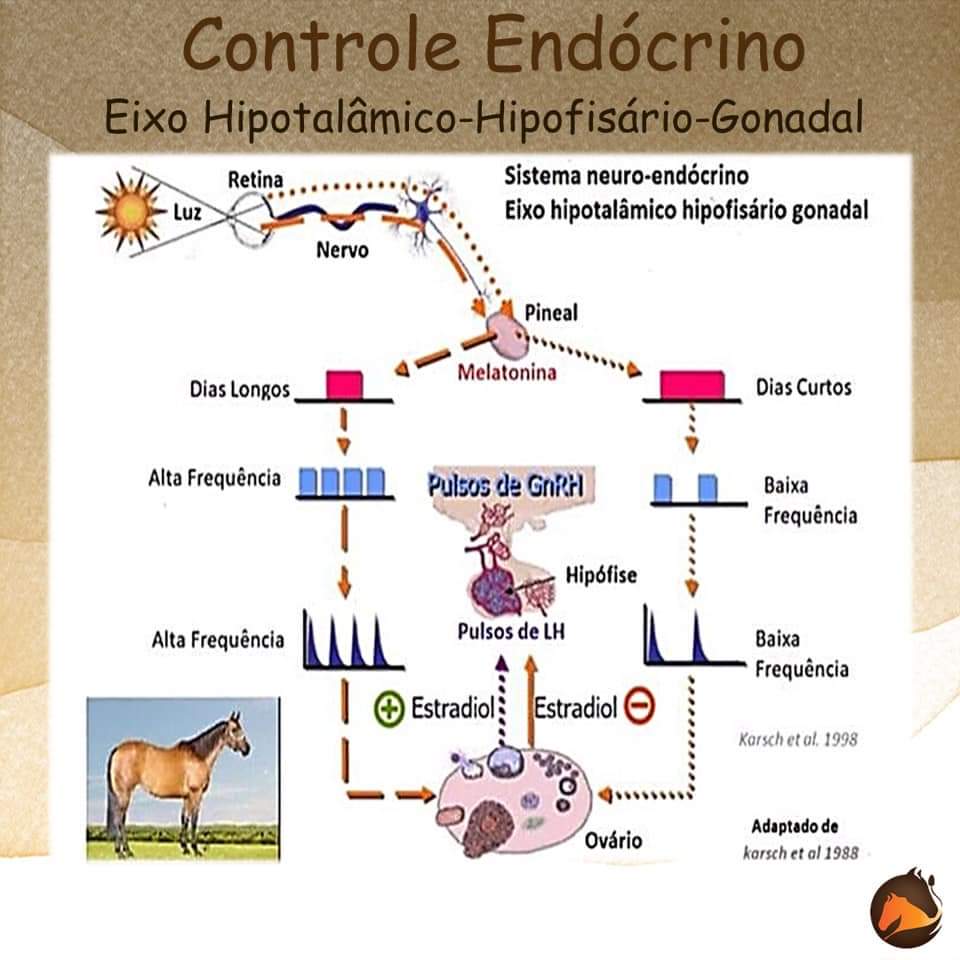 Ciclo Estral Da égua Histologia E Embriologia 0824