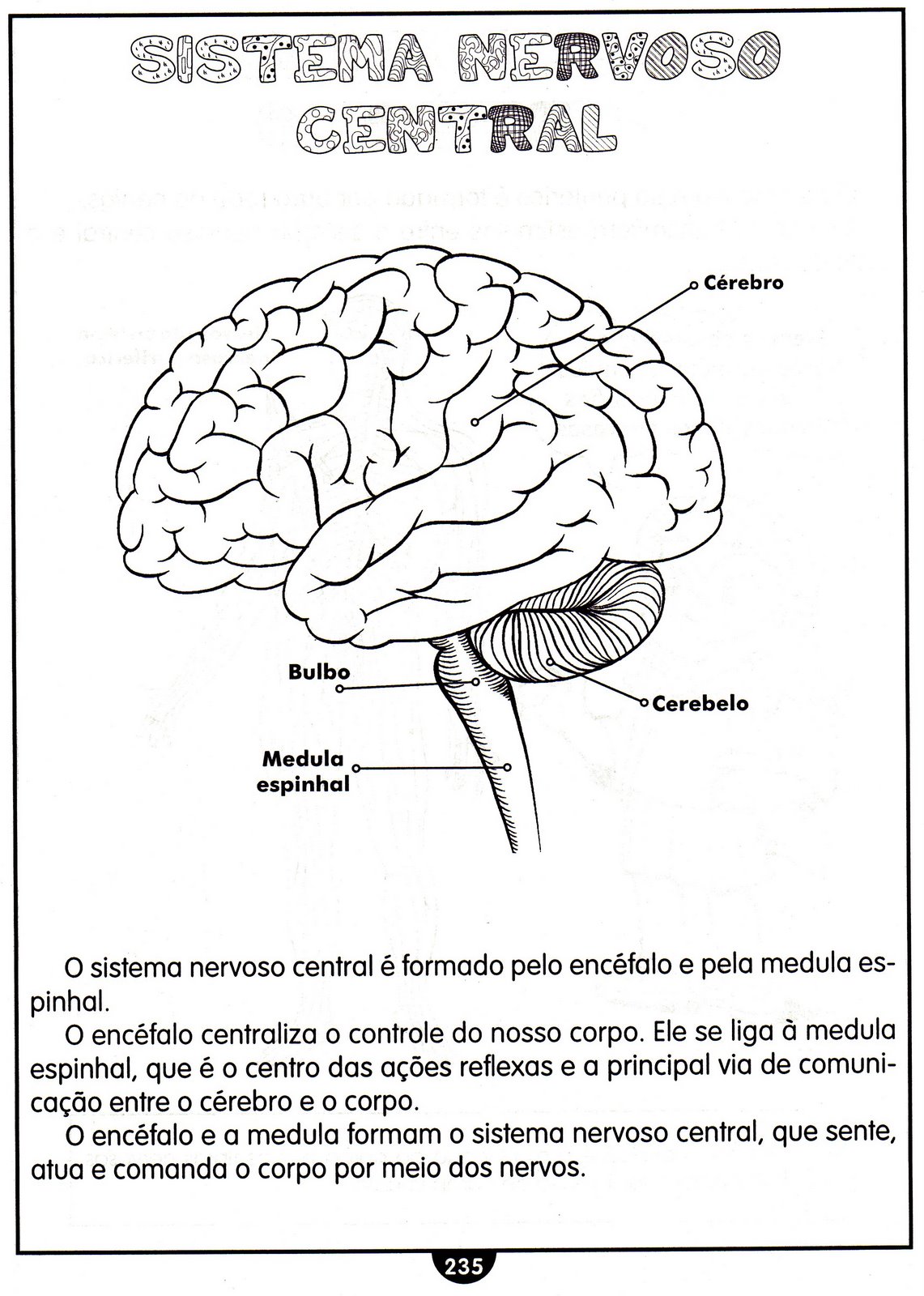 Atividades Sobre Sistema Nervoso - Ensino Fundamental  Sistema nervoso,  Atividades de ciência, Atividades sobre