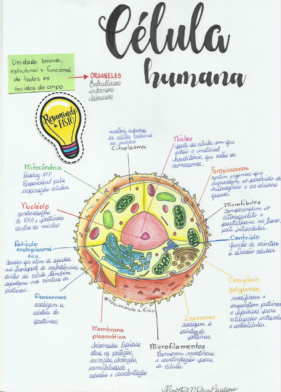 Célula humana - Fisioterapia