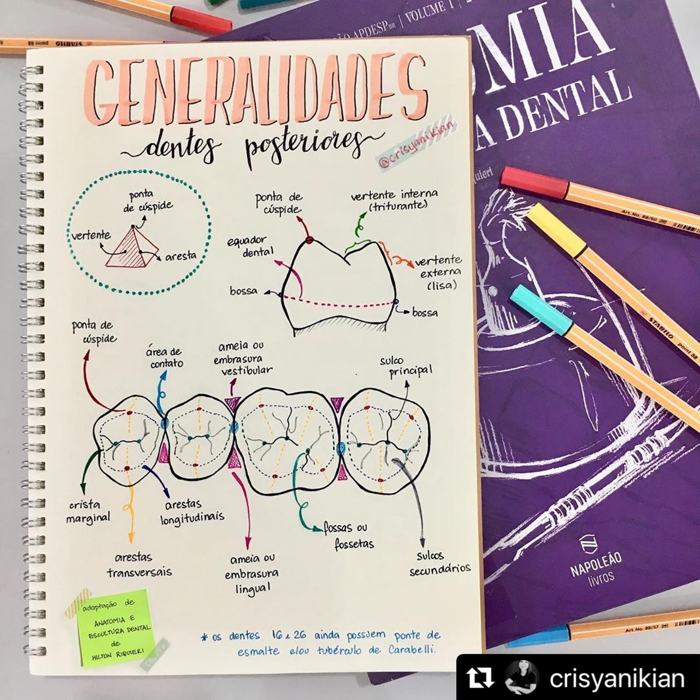 Dra. Dentinhos - 💀 Anatomia da Mandíbula ☠️ ⠀ O que achariam de uma  apostila de anatomia só com desenhos meus? ♥️ ⠀ #anatomia #anato #mandibula  #mandibular #fisiologia #odontologia #medicina #odontoporamor  #studygramodontologia #anatomy #jaw