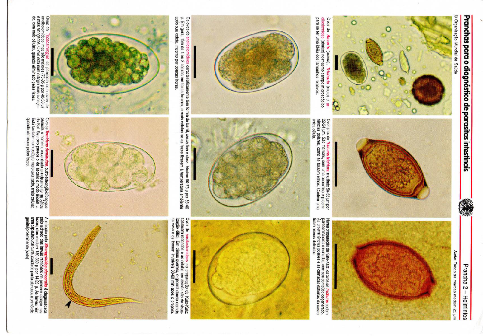 PRANCHAS DE HELMINTOS Parasitologia