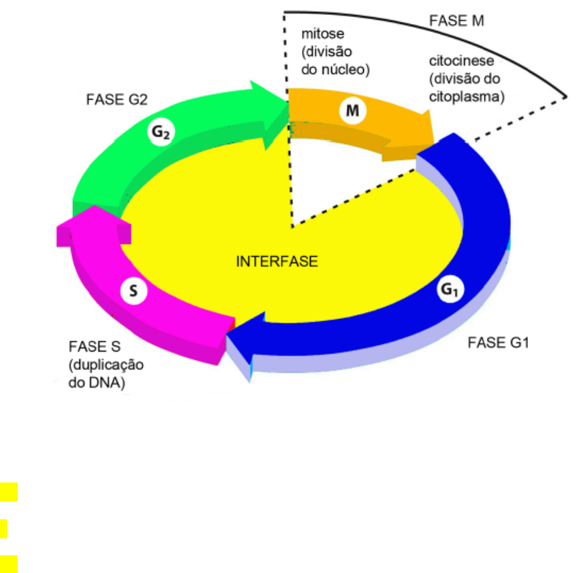 Fases do ciclo celular (artigo)