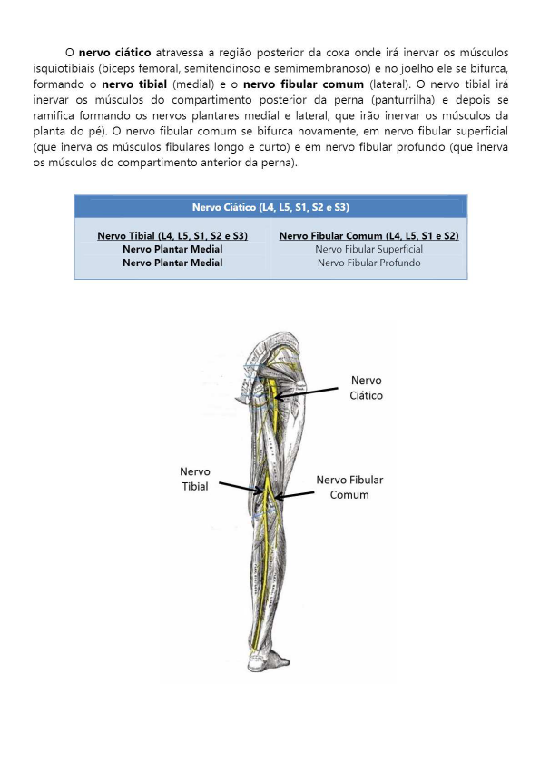 Anatomy Book Nervo Ci Tico Anatomia Humana I