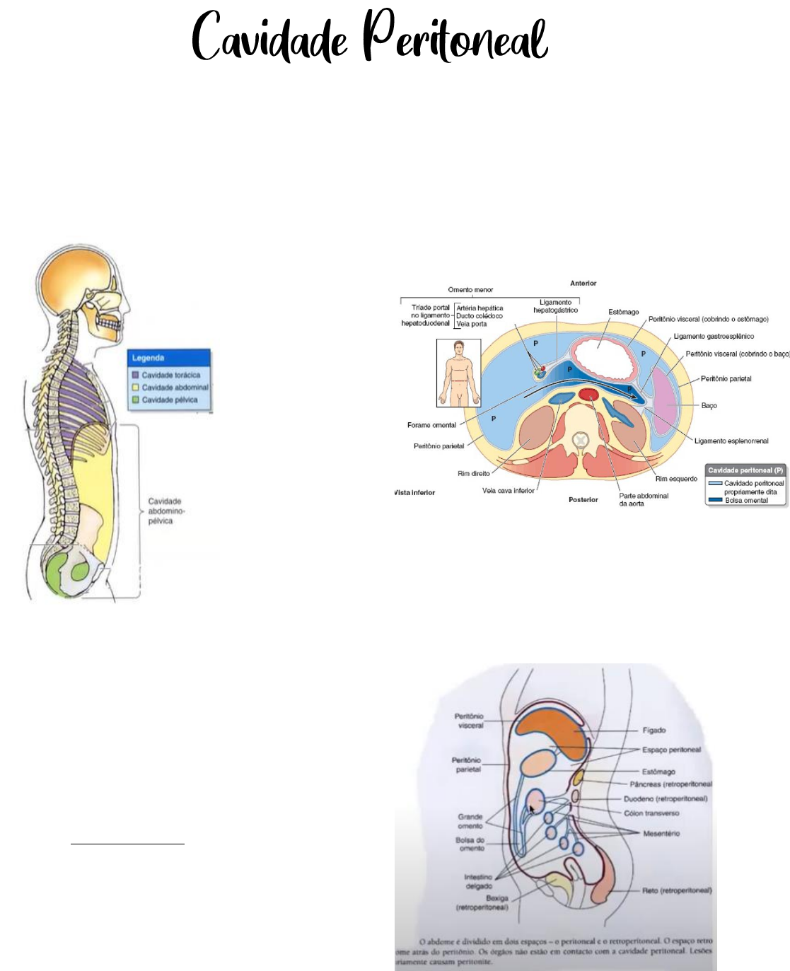 Peritônio e cavidade peritoneal: Anatomia e Função