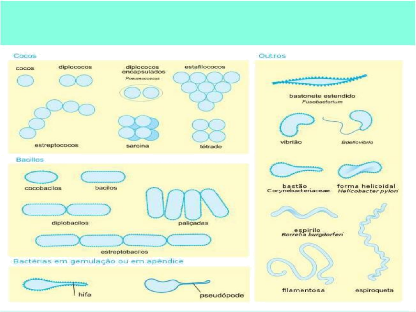 Grátis: 002 - Reino Monera (bacterias) - Material Claro e Objetivo em PDF  para Estudo Rápido