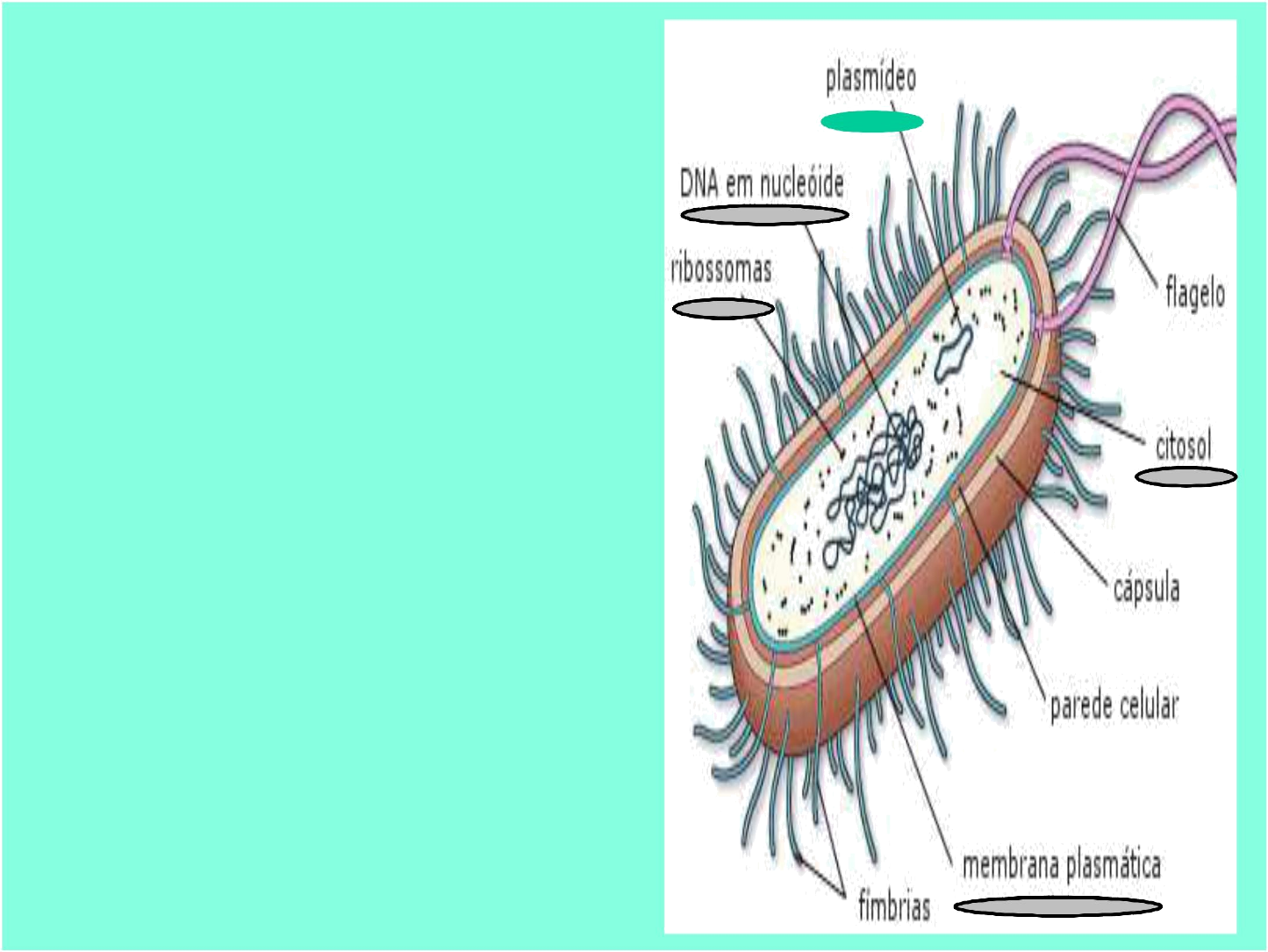 Grátis: 002 - Reino Monera (bacterias) - Material Claro e Objetivo em PDF  para Estudo Rápido