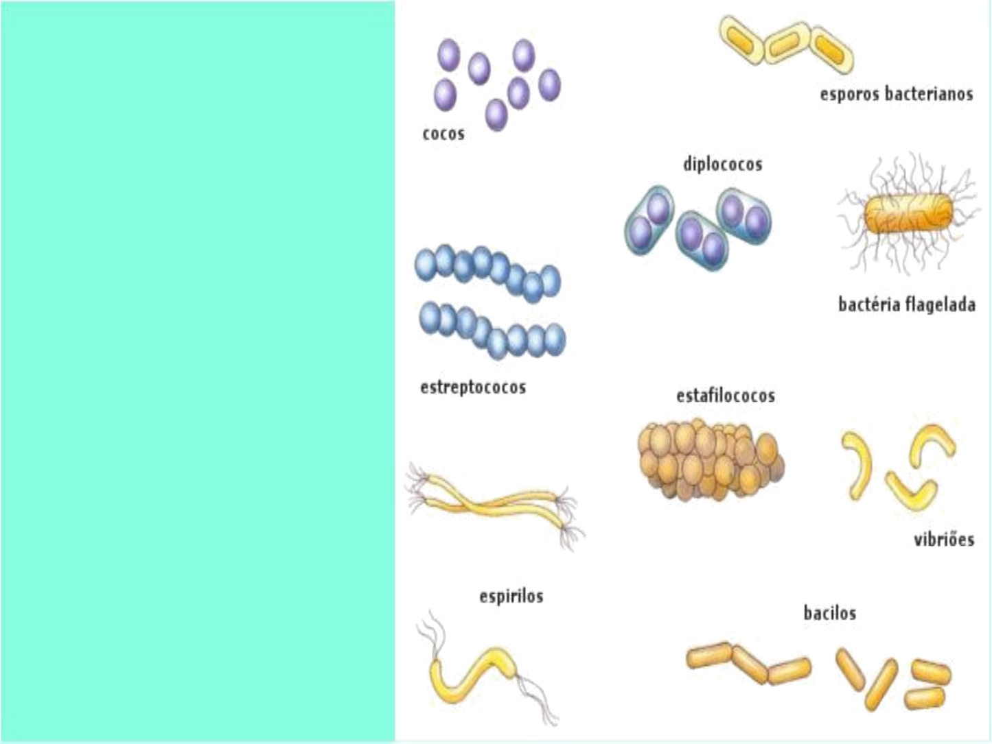 Grátis: 002 - Reino Monera (bacterias) - Material Claro e Objetivo em PDF  para Estudo Rápido