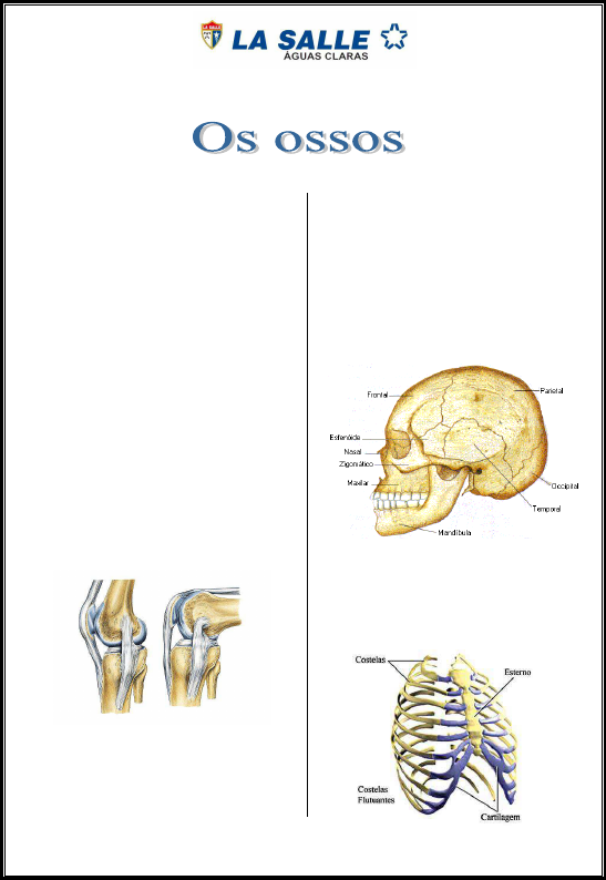 Exercicios De Fixacao Ossos EFII - Anatomia