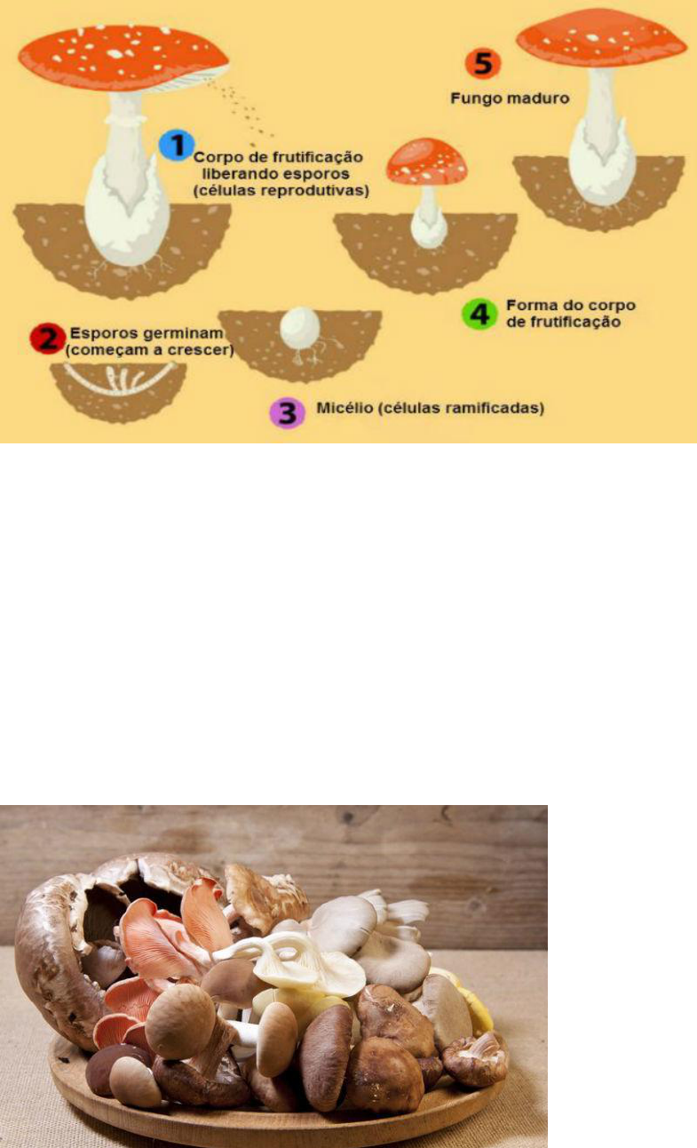 Grátis: Célula: A Unidade dos Seres Vivos - Material Claro e Objetivo em  PDF para Estudo Rápido