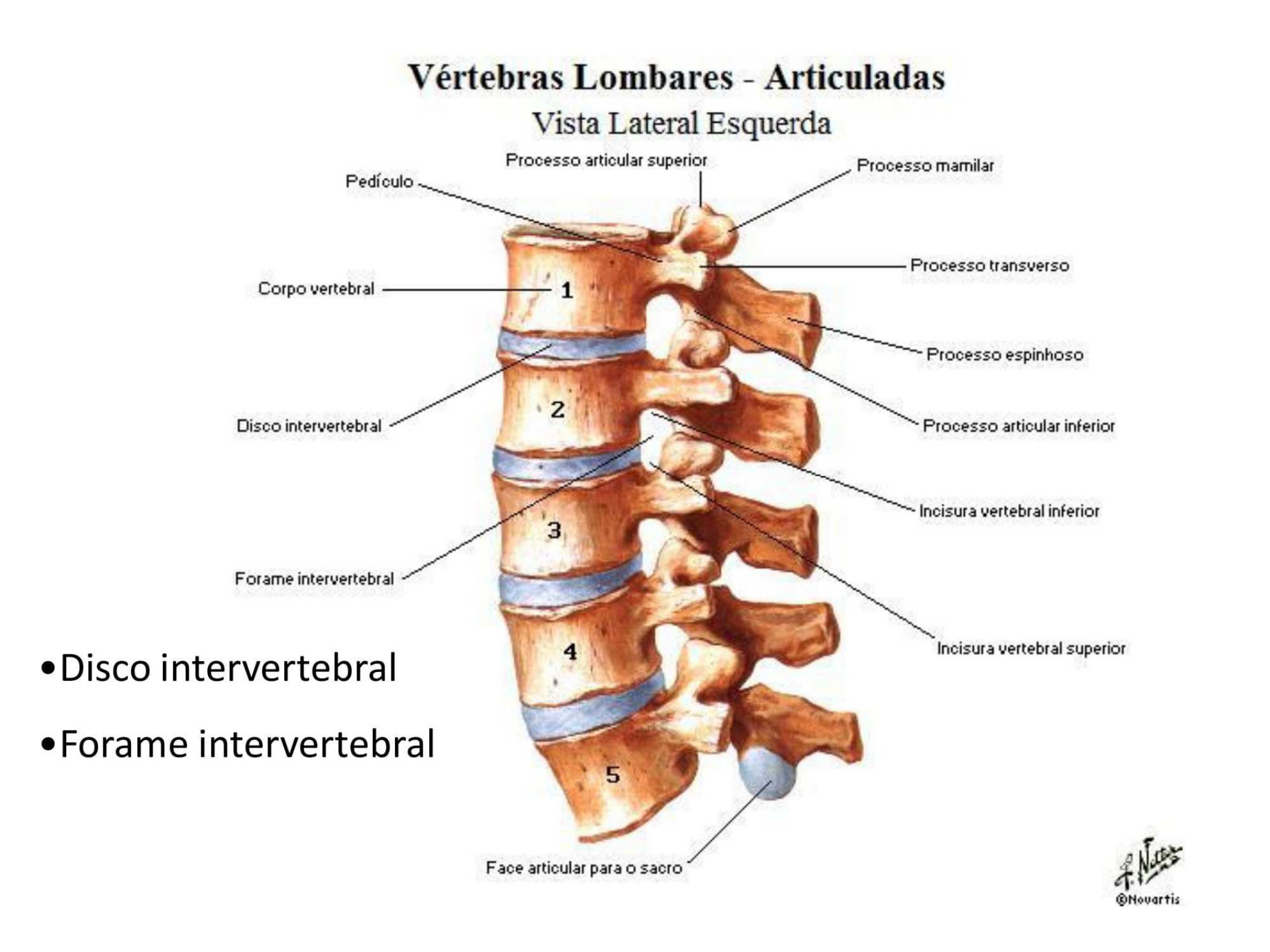 V Rtebras Lombares Articuladas Anatomia I