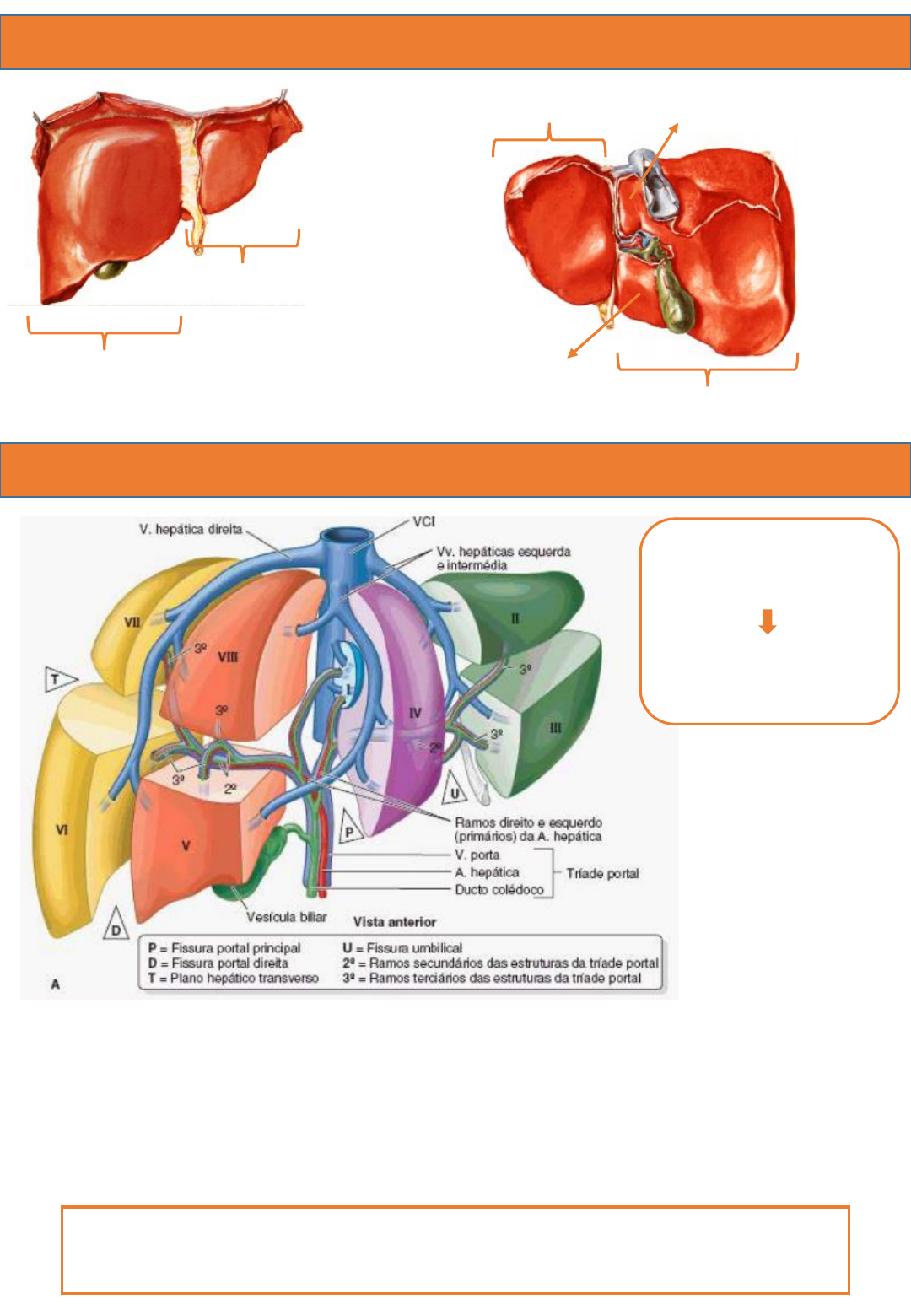 h2mKmN4DRngAC9AfyT09 632.541.383-09 (1) - Anatomia I