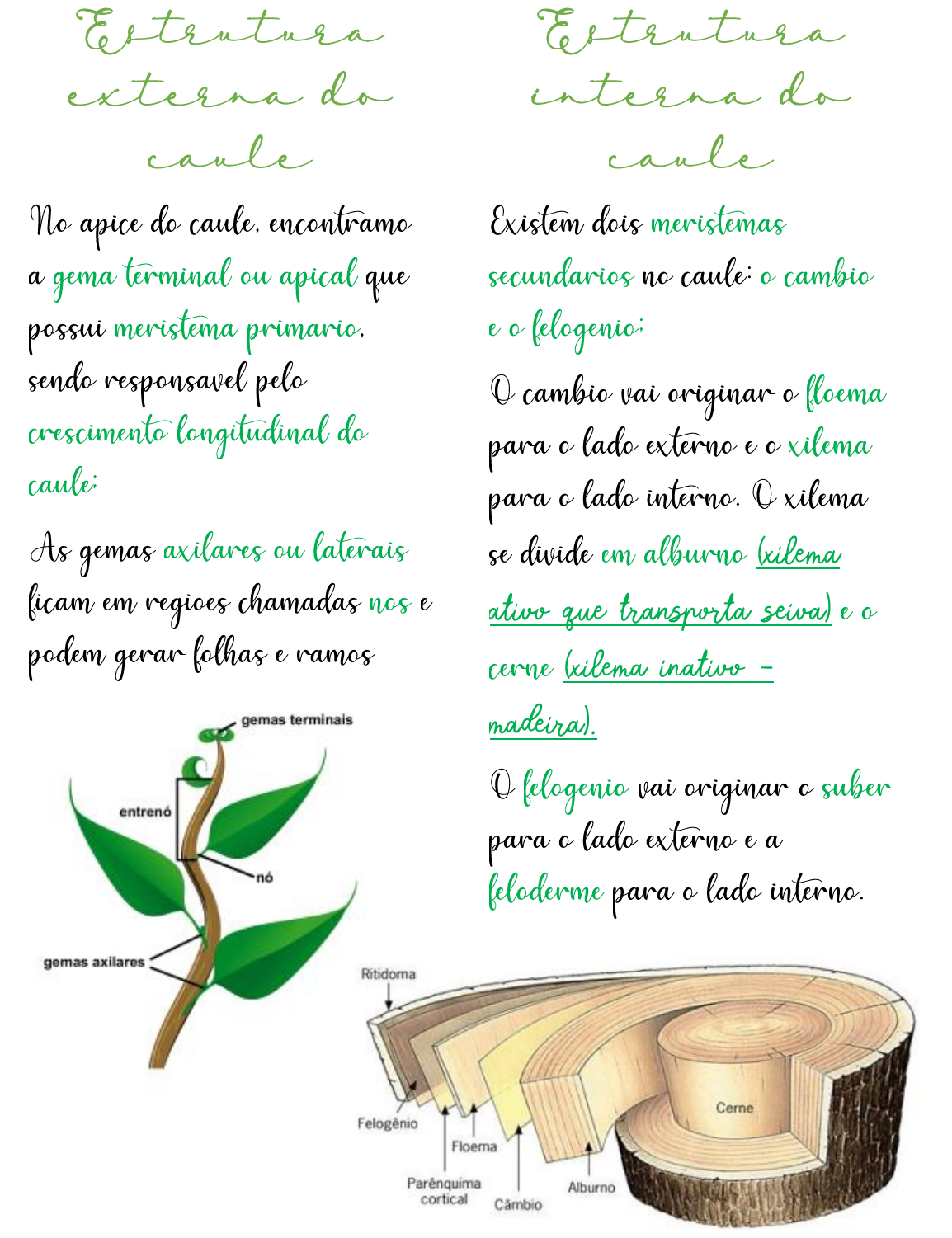 Anatomia Vegetal Biologia 8156