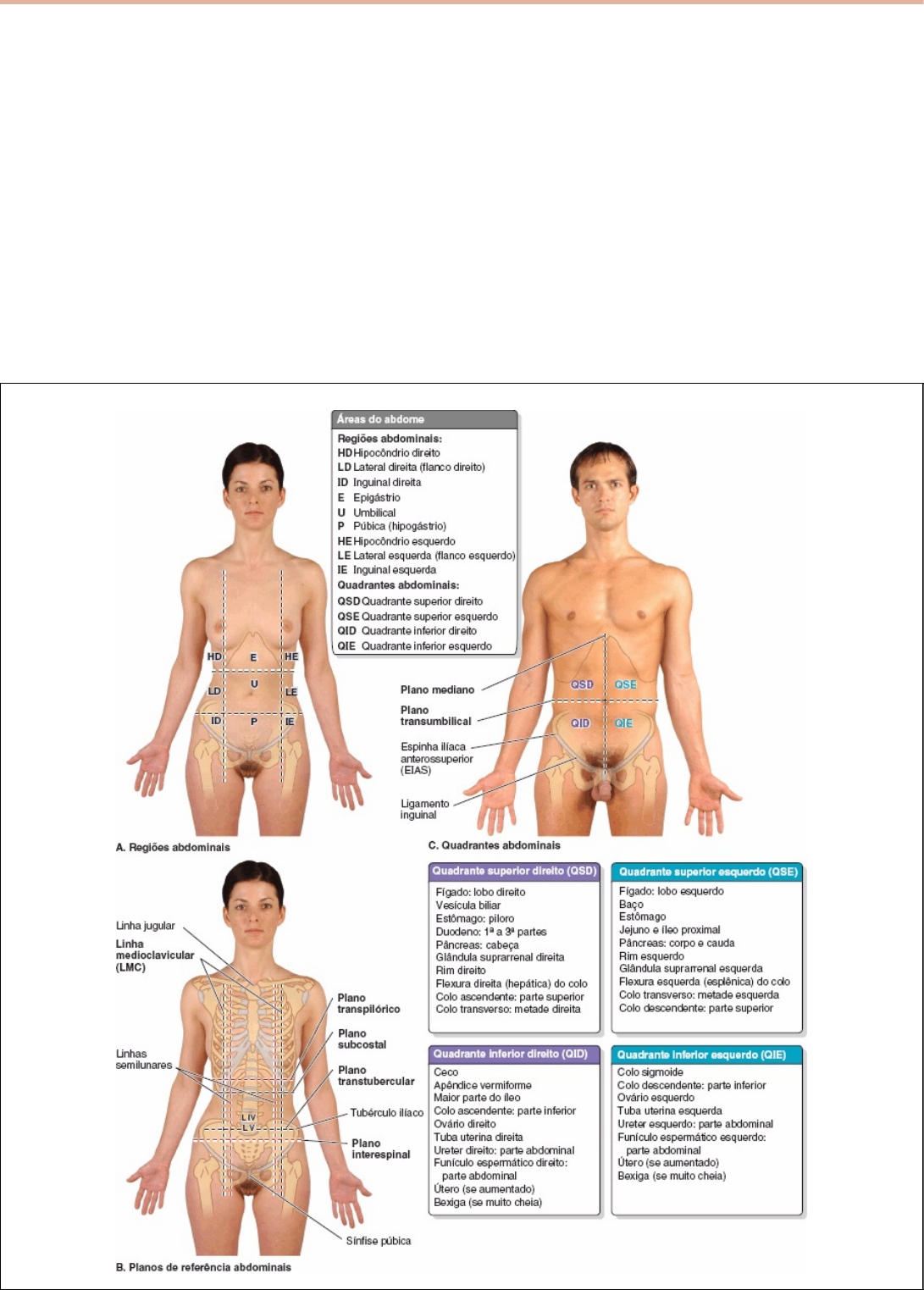 DIVISIÓN TOPOGRÁFICA DE ABDOMEN.avi 