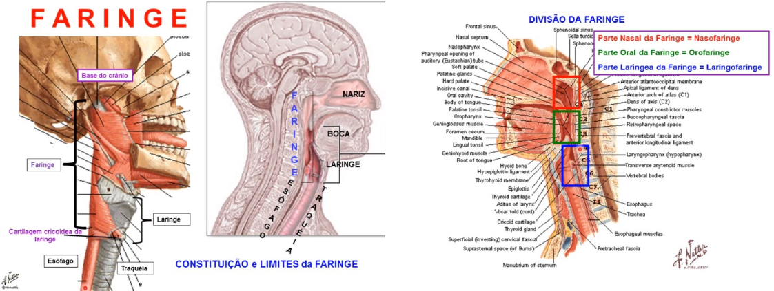 Anatomia Da Laringofaringe Músculos Da Faringe: Anatomia, Origens E