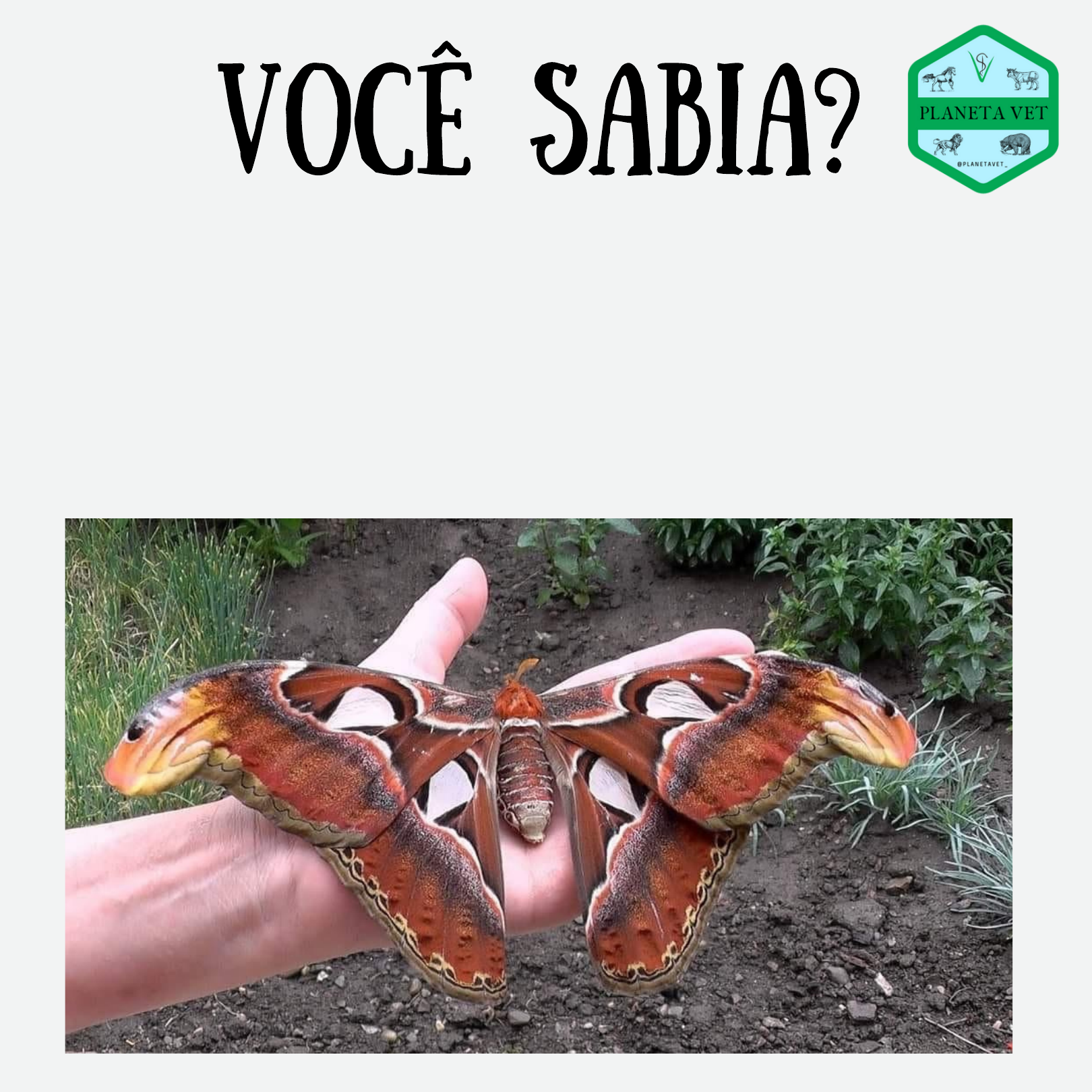 Nem borboleta, nem cobra