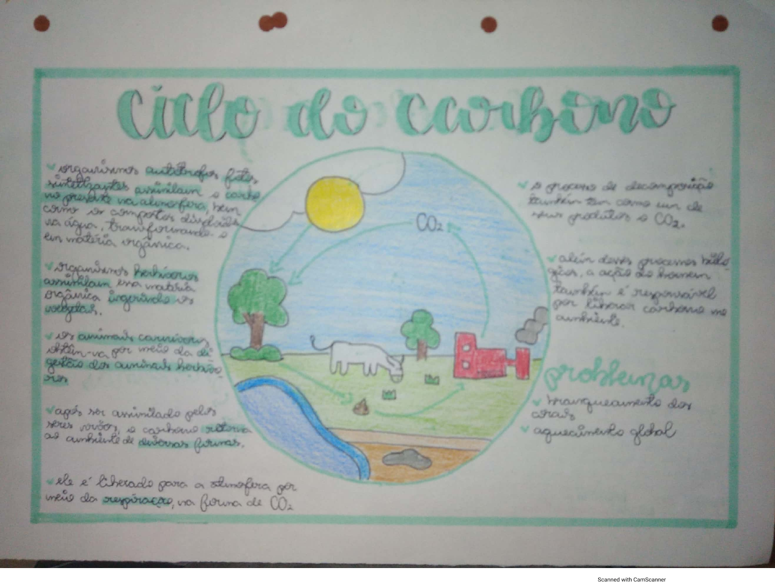 Ciclo Do Carbono Biologia