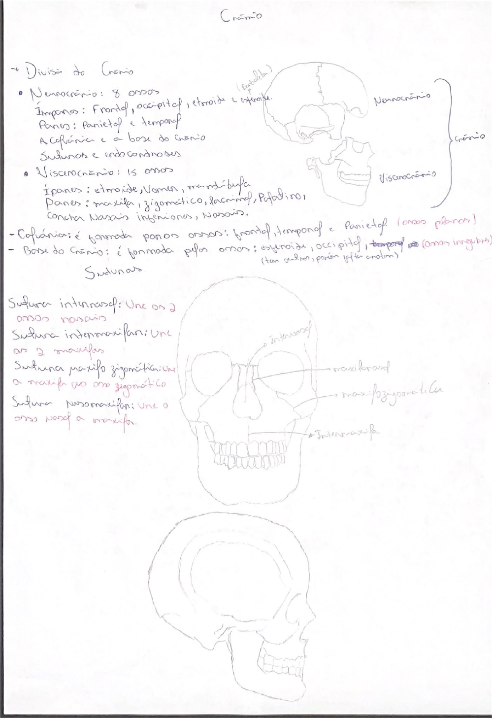 Crânio Ossos E Suturas Anatomia I
