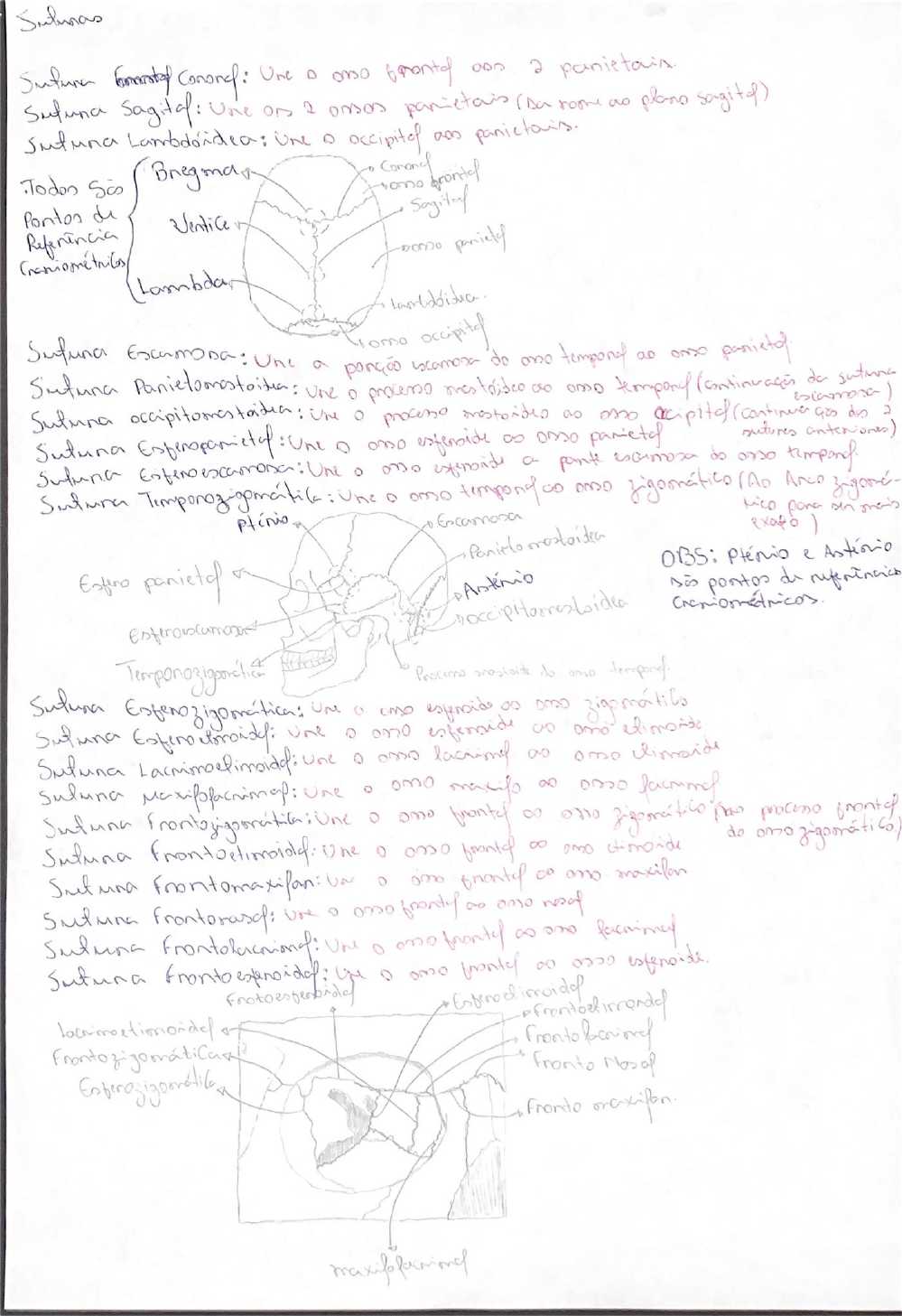 Crânio Ossos E Suturas Anatomia I