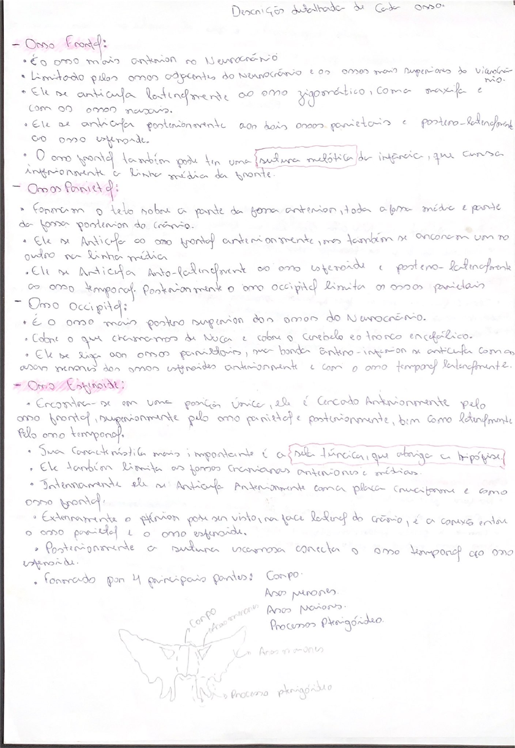 Crânio Ossos E Suturas Anatomia I