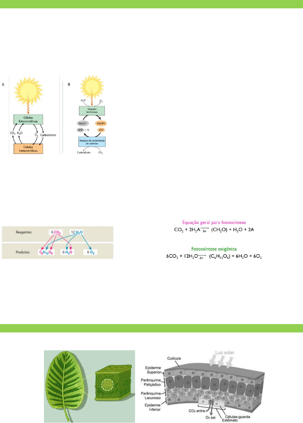 Ilustração da fotossíntese ilustração stock. Ilustração de complexo -  36072602, image size:1053x1471