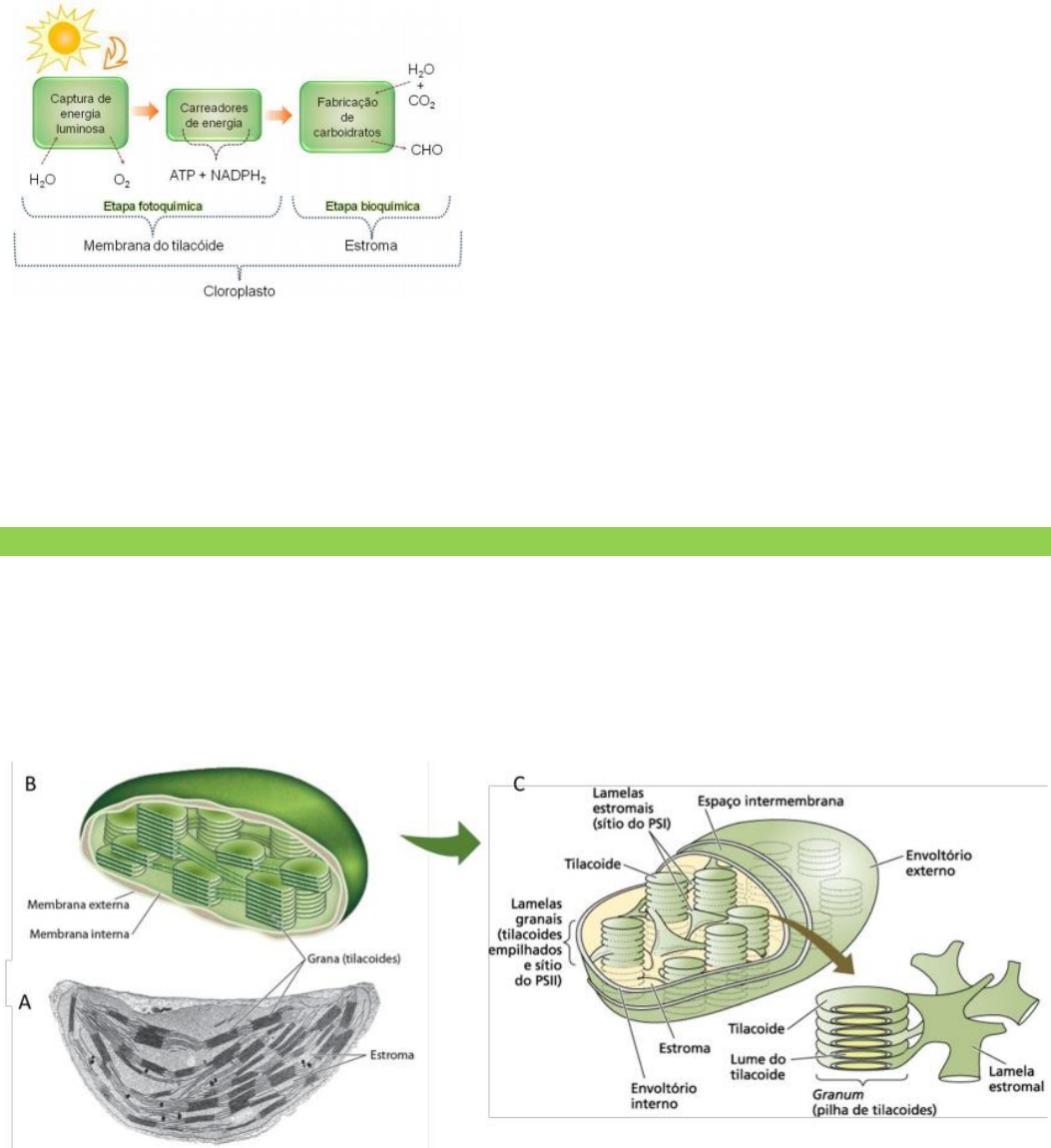 Grátis: Mecanismo fotossintetico 1 - Material Claro e Objetivo em PDF para  Estudo Rápido, image size:1053x1150