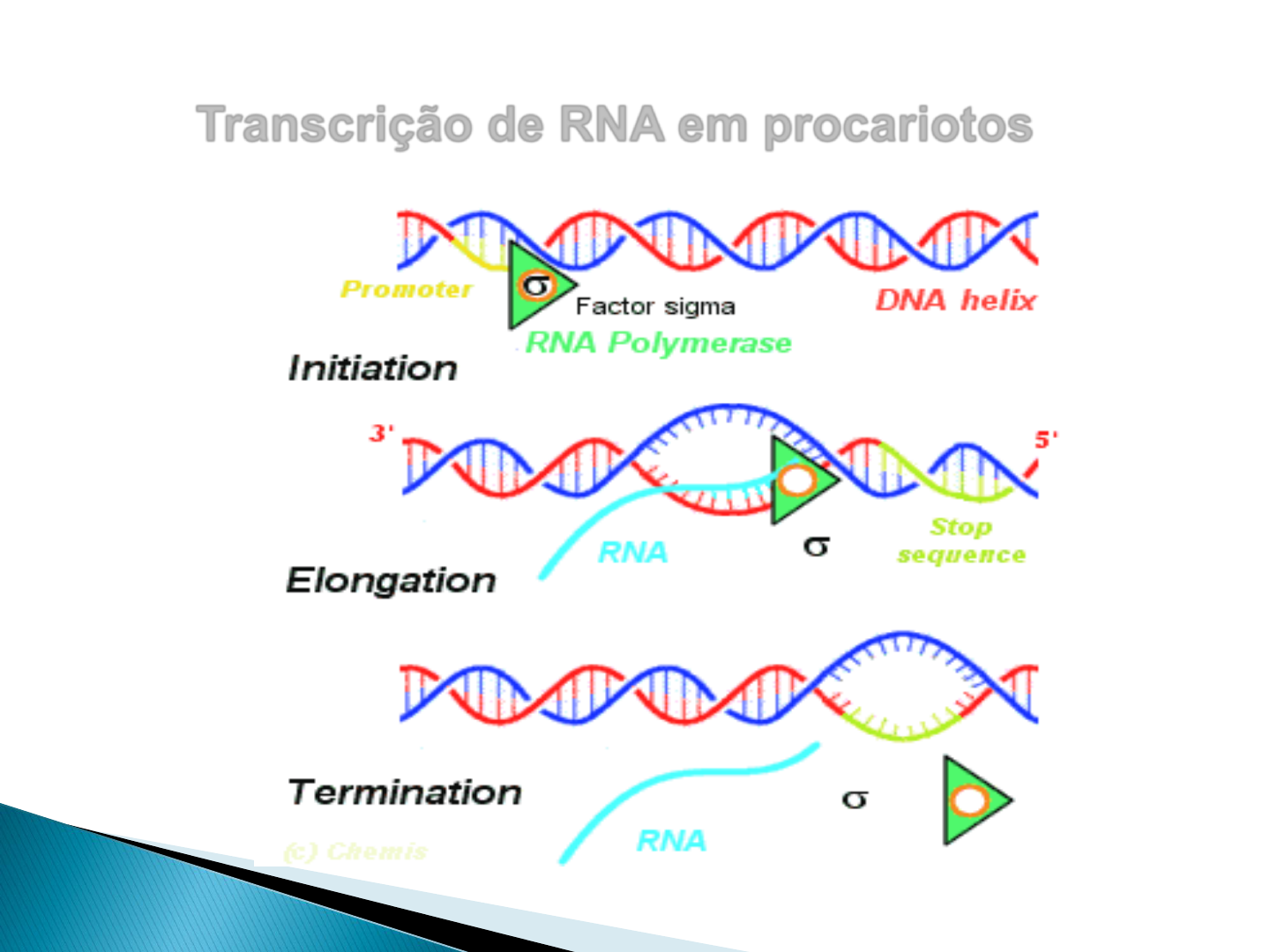 Resumo de Ácidos nucleicos, image size:1440x1080