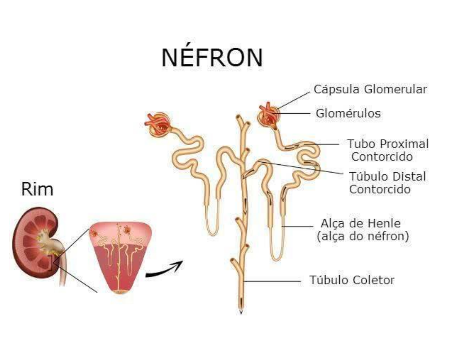 Grátis: Função e Estrutura Renal - Material Claro e Objetivo em PDF para  Estudo Rápido, image size:1440x1080