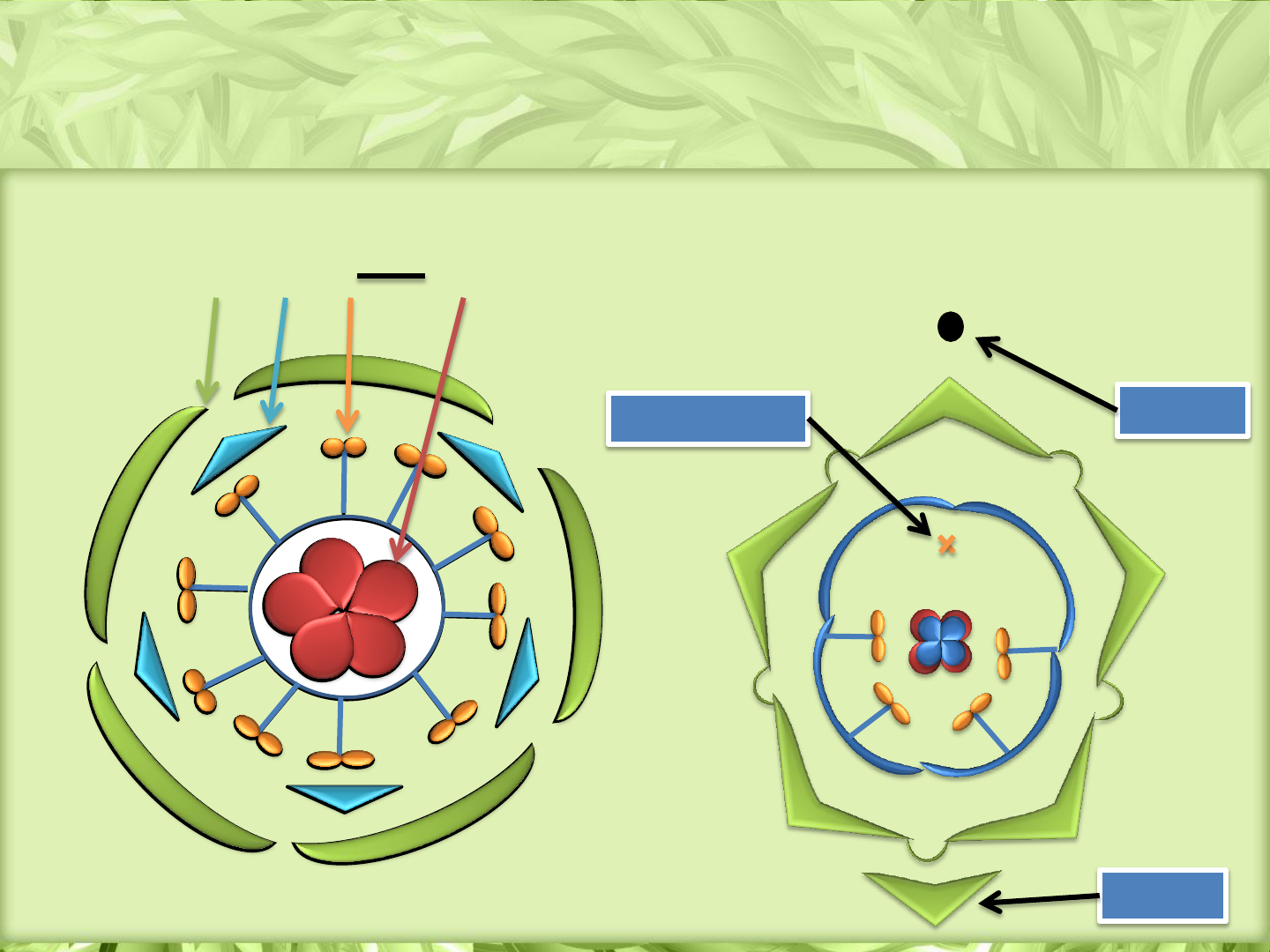 Diagrama para Morfologia e anatomia da flor