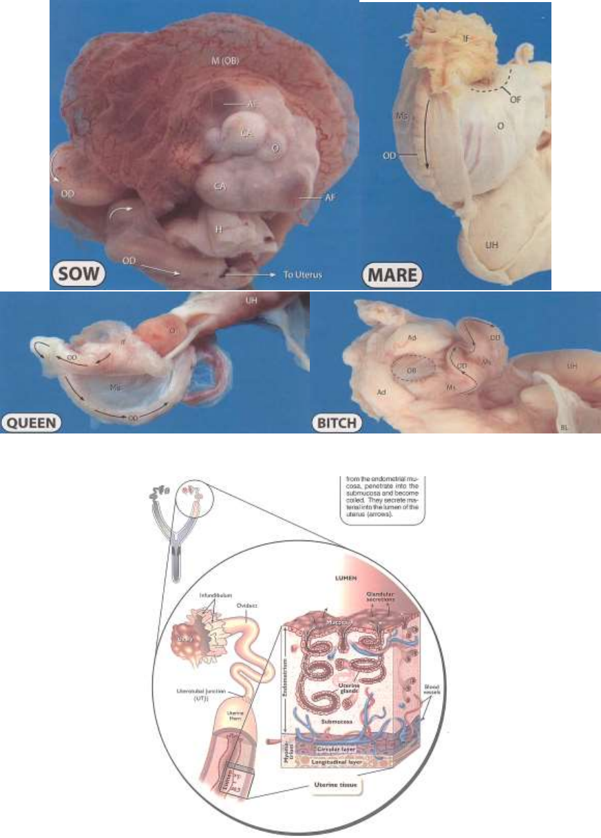 Grátis: Anatomia Reprodutiva - Material Claro e Objetivo em PDF para Estudo  Rápido, image size:873x1216