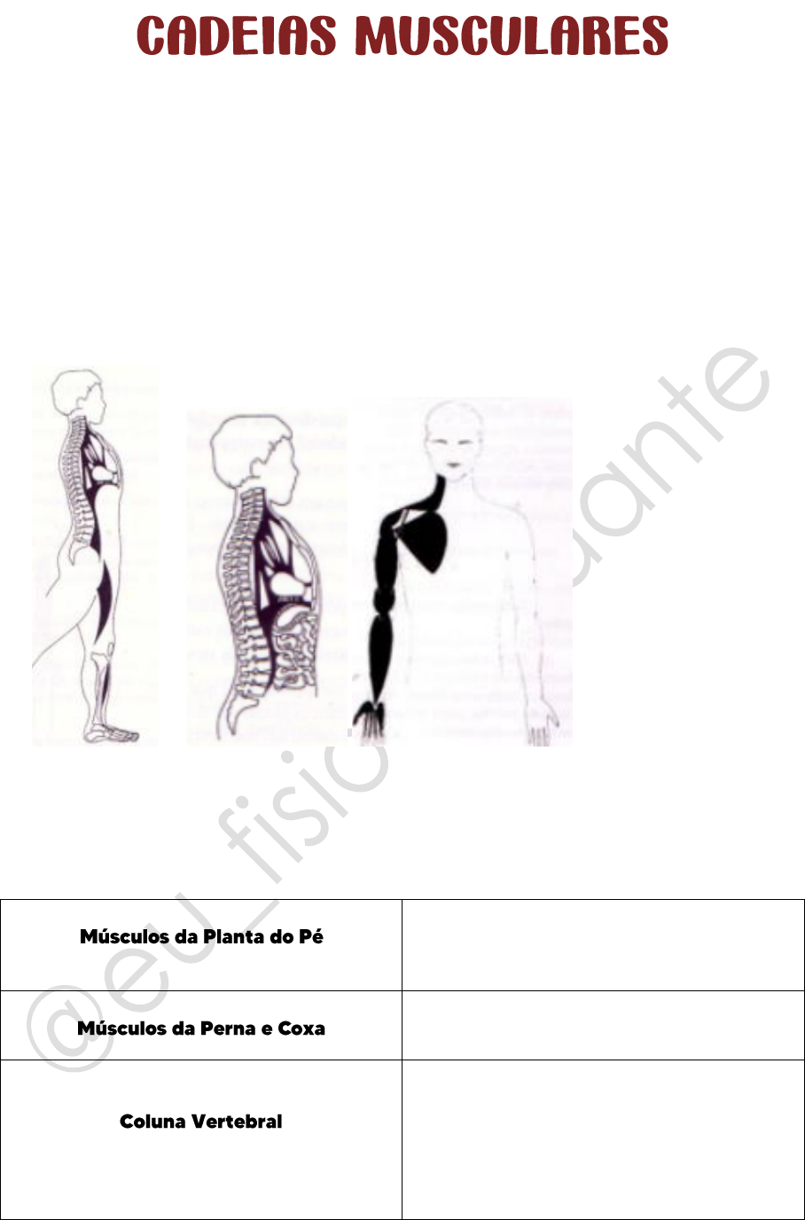 que músculos compõem a cadeia mestra posterior - Cinesioterapia