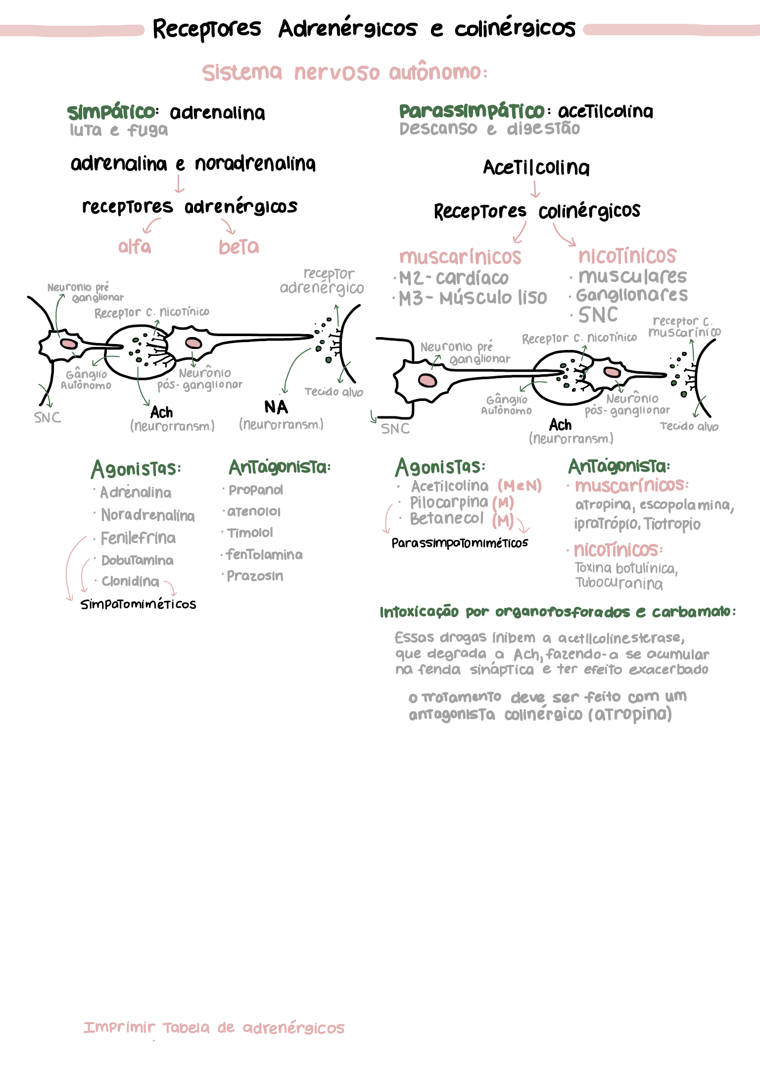 Farmacologia adrenérgica - Farmacologia I