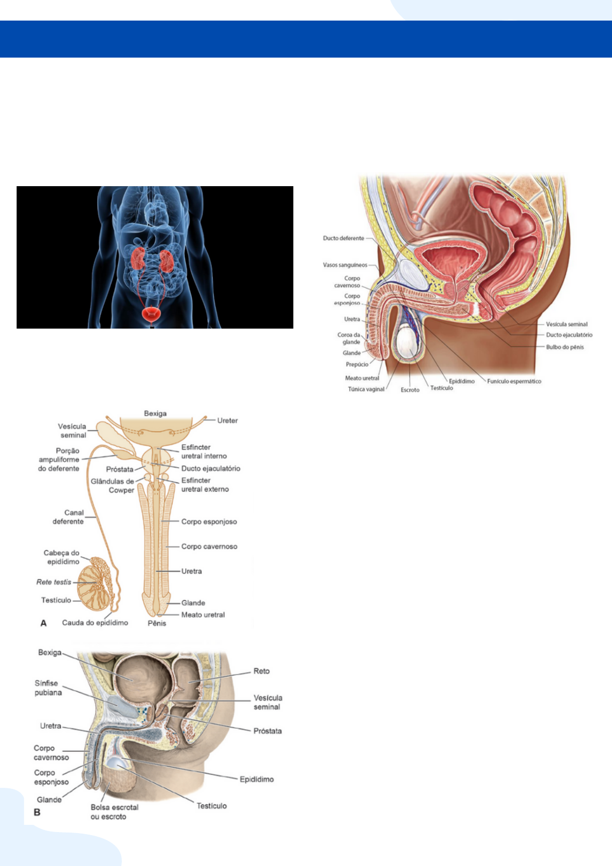 Semiologia e propedêutica urológica - Urologia