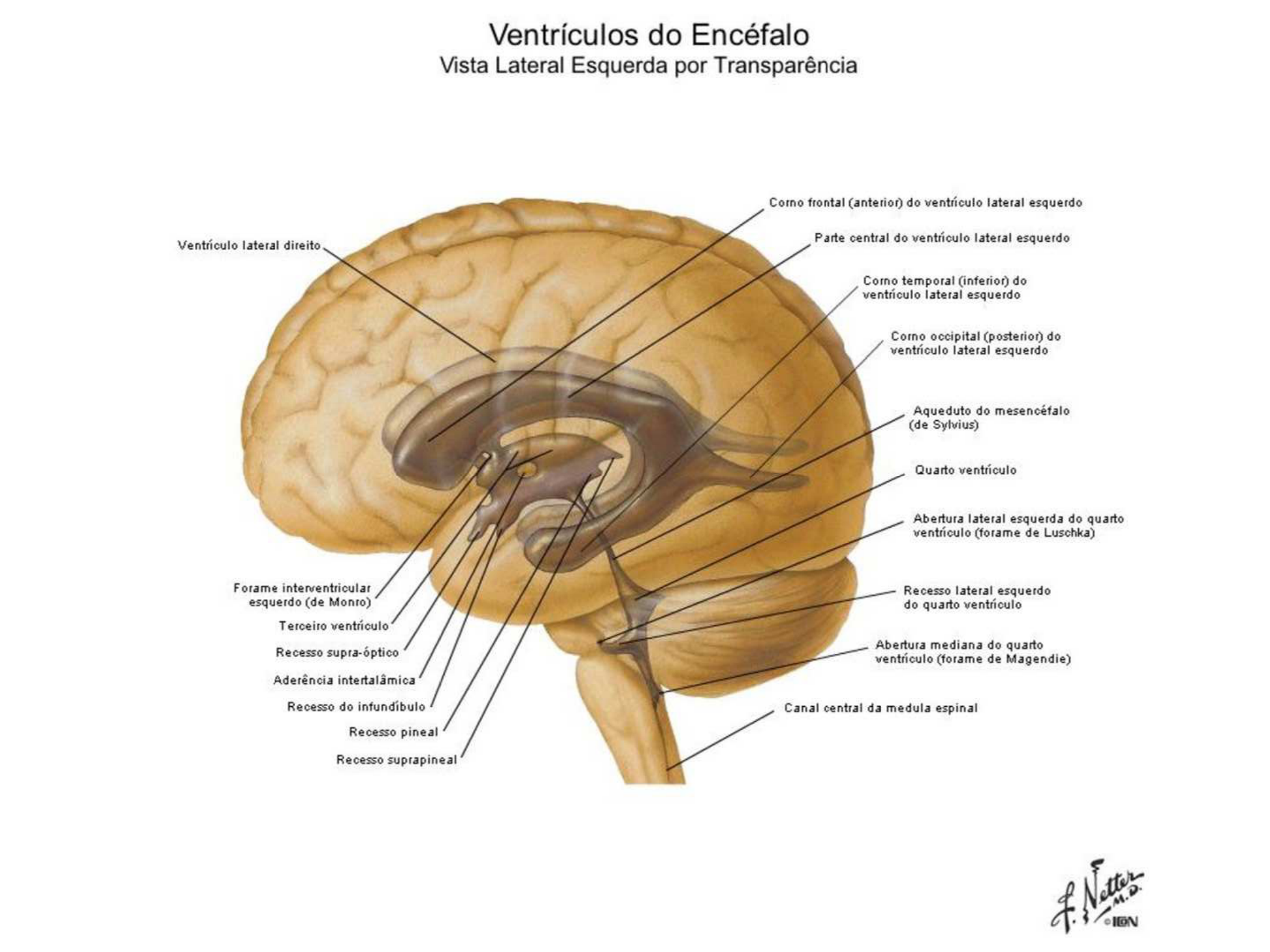 Ventrículos Do Encéfalo Esquema Anatomia I