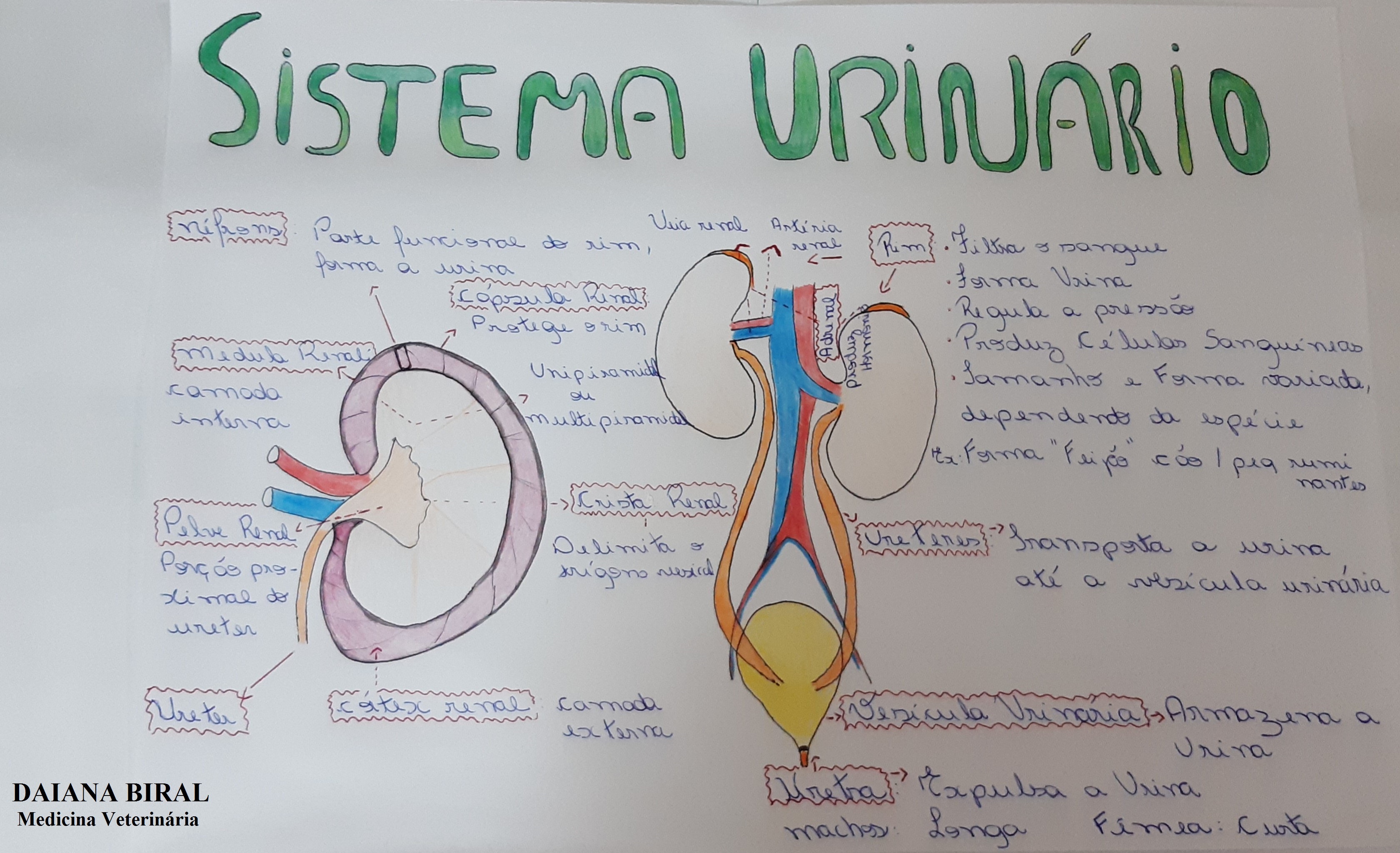 MAPA MENTAL DO SISTEMA URINÁRIO - Anatomia Veterinária I