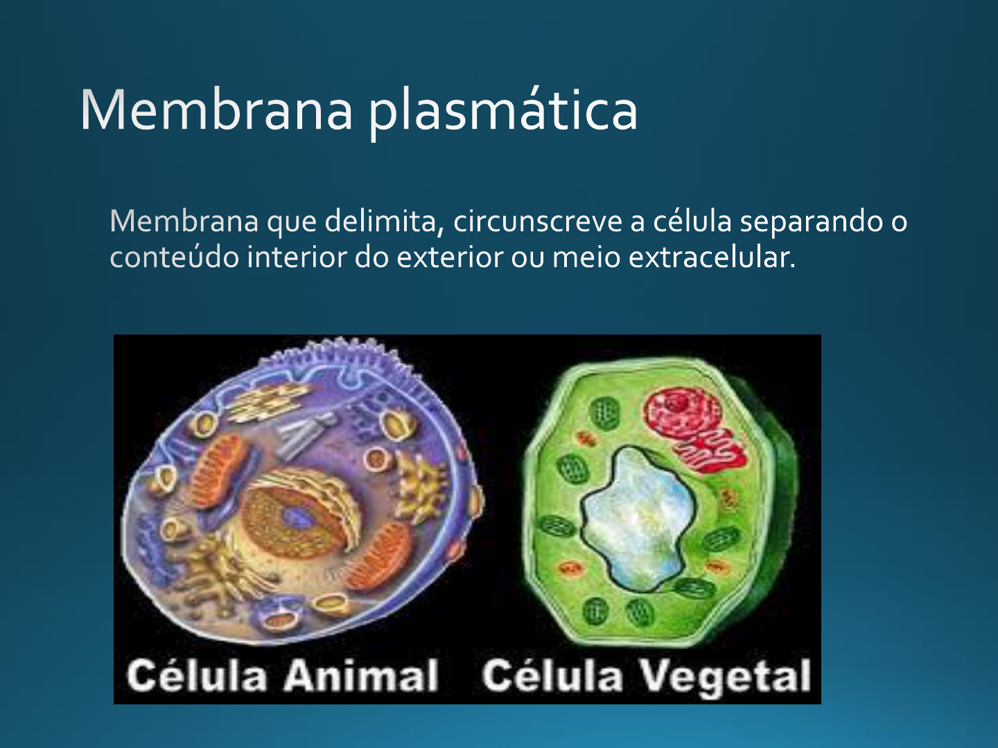 Aula 4 Membrana Plasmática Biologia Celular 9117