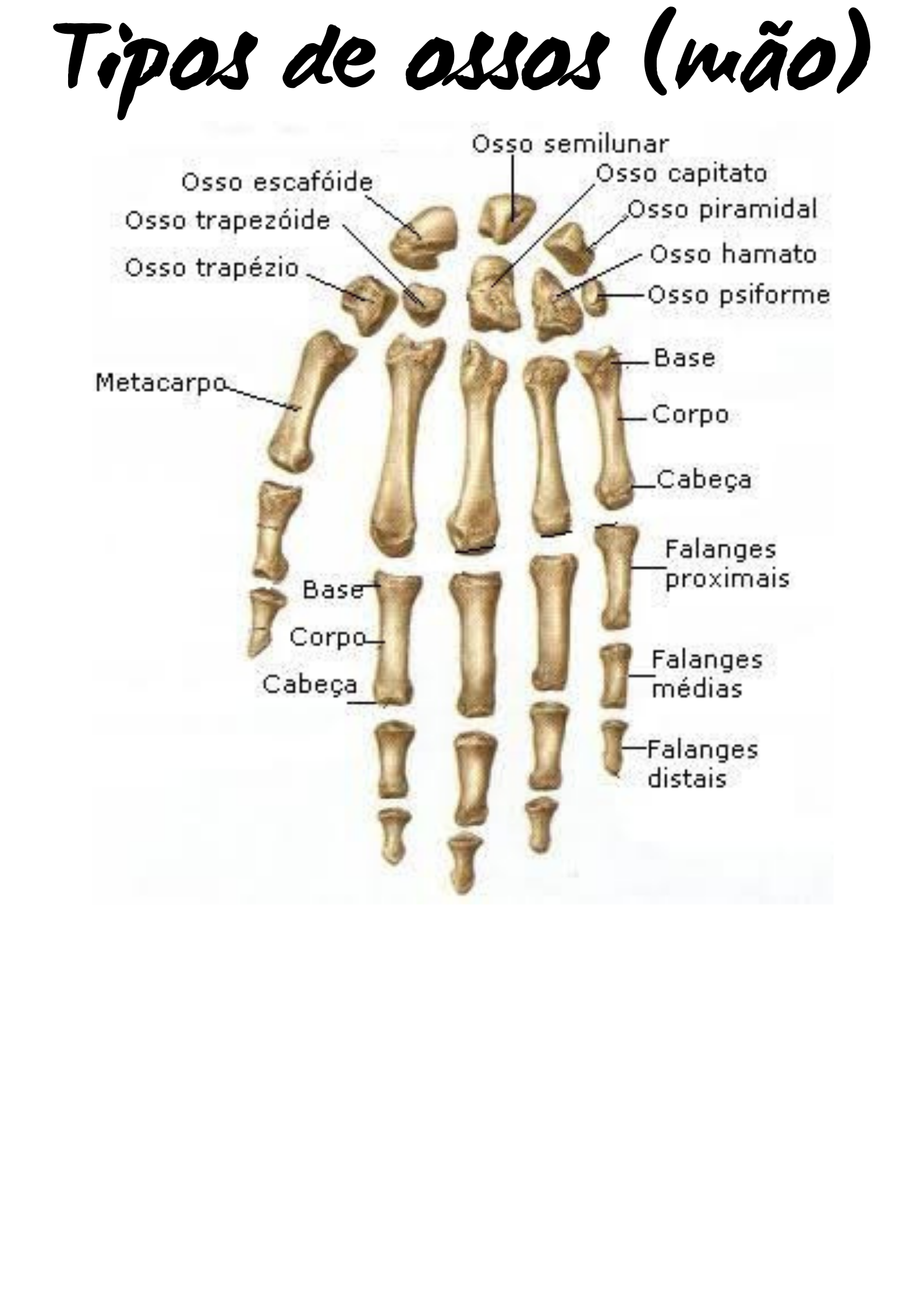 Anatomia Dos Ossos Da Mão Com Descrições. Estrutura Colorida Das⛔️ ...