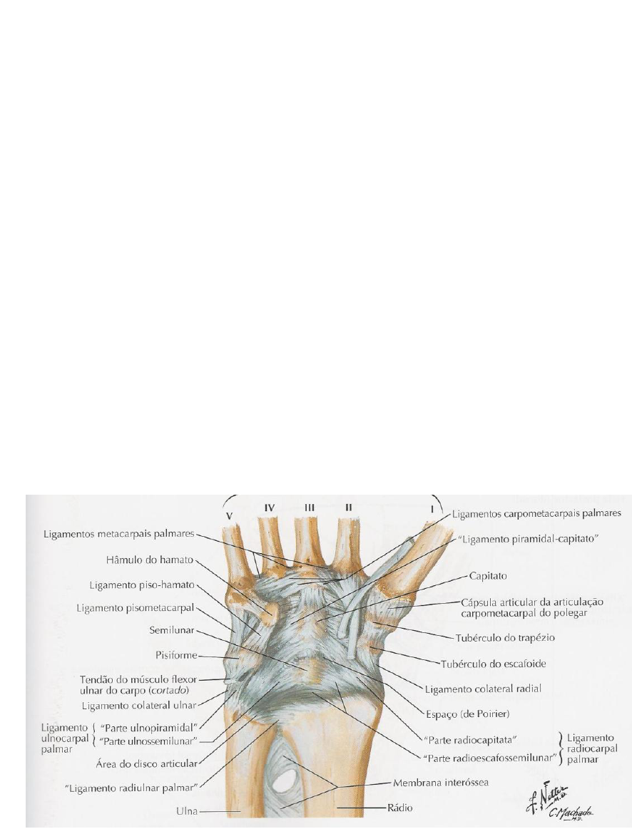 Grátis: Sistema Musculoesquelético - Material Claro e Objetivo em PDF para  Estudo Rápido, image size:886x1163