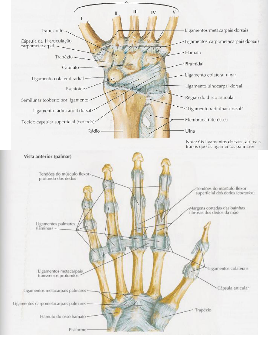 Grátis: Sistema Musculoesquelético - Material Claro e Objetivo em PDF para  Estudo Rápido, image size:886x1159