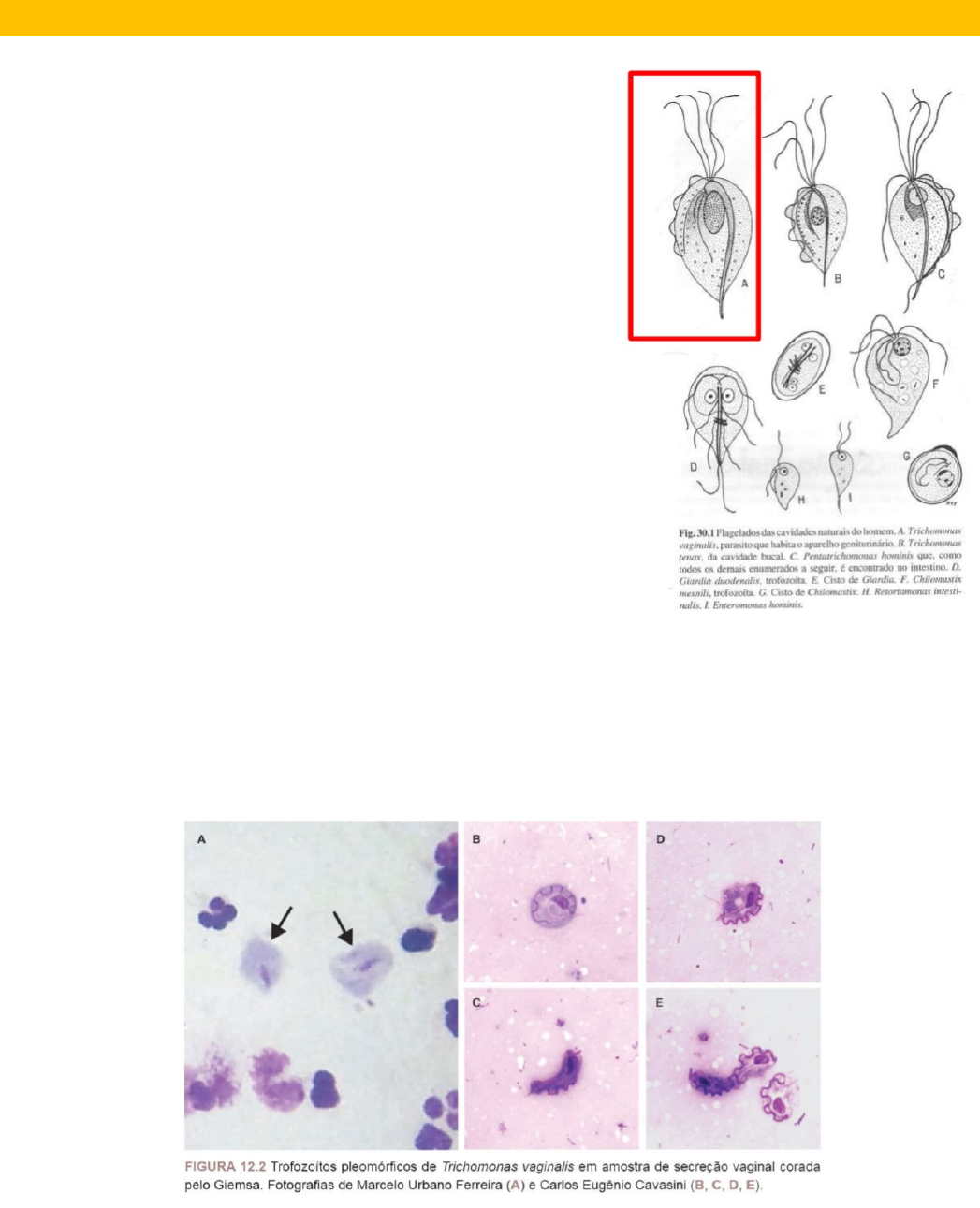 a-d. protoginia-a. tricomas rígidos no interior do tubo; b. ginostêmio