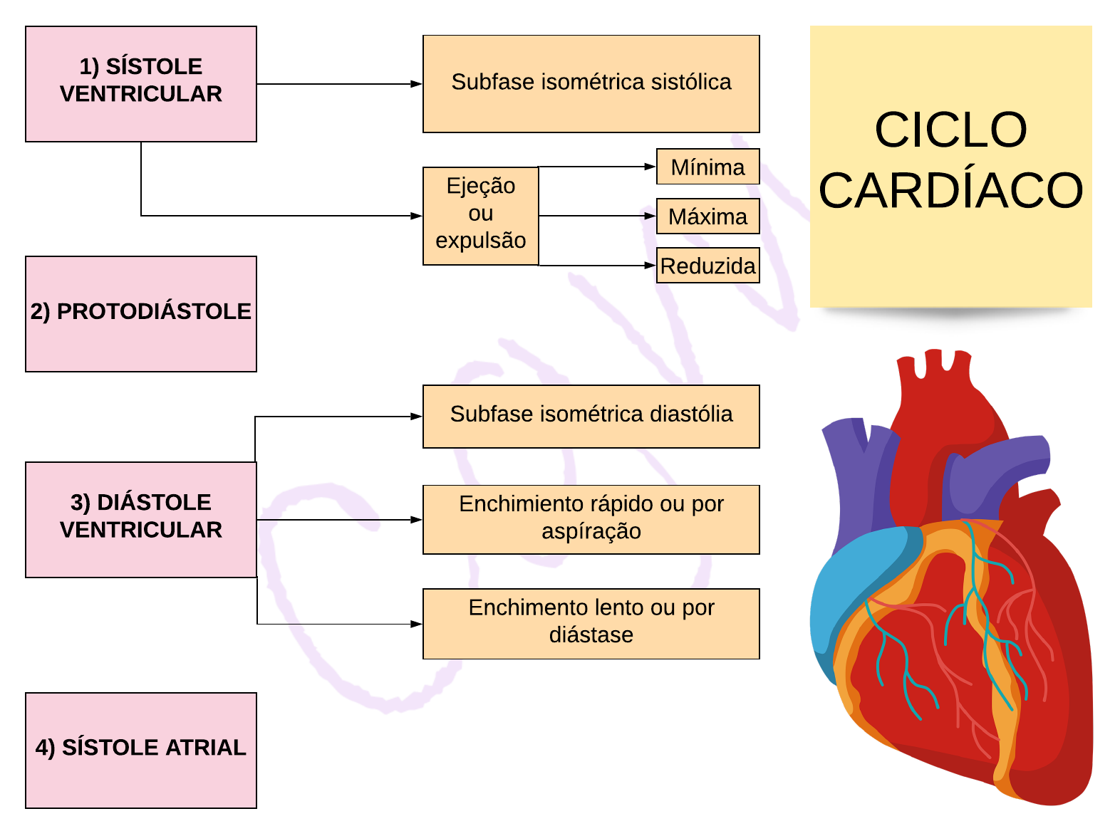 CICLO CARDÍACO - mapa mental - Fisiologia I