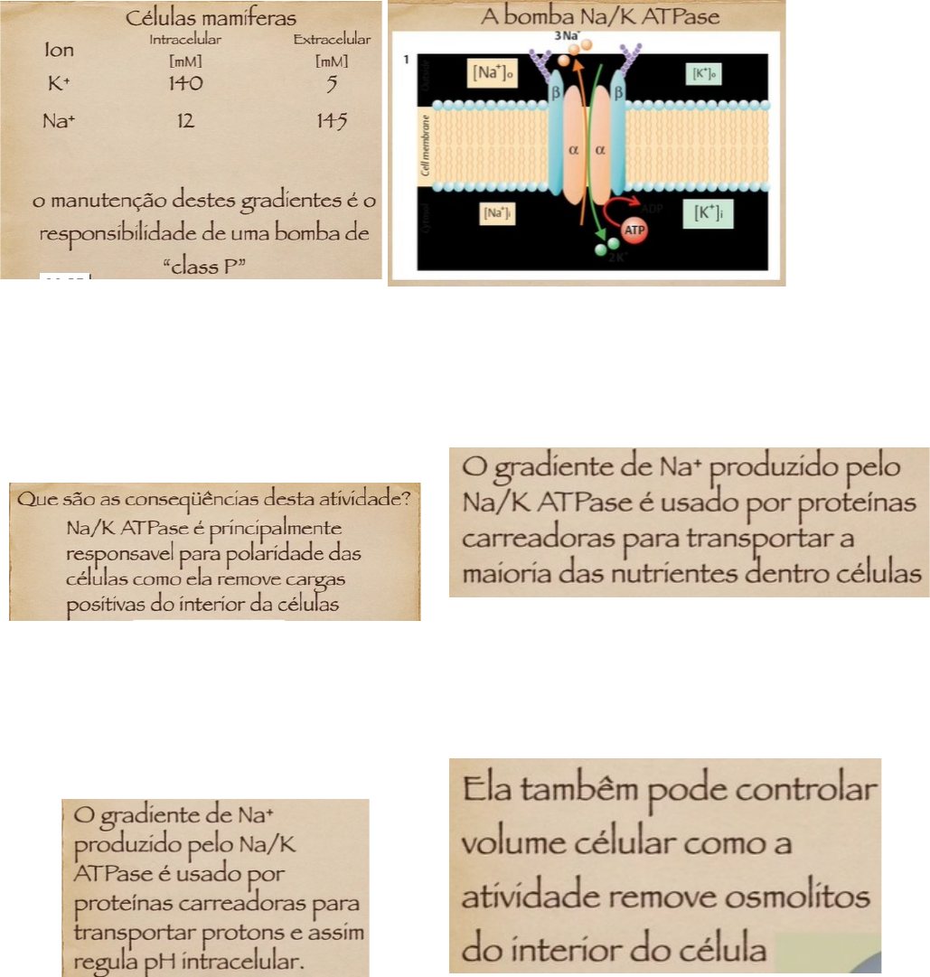 Grátis: TRANSPORTE ATIVO - Material Claro e Objetivo em PDF para Estudo  Rápido, image size:1029x1081
