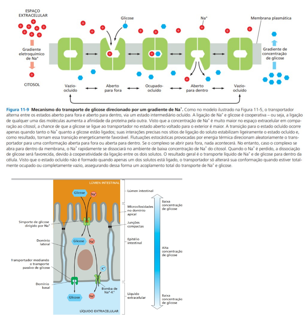 Grátis: TRANSPORTE ATIVO - Material Claro e Objetivo em PDF para Estudo  Rápido, image size:1046x1080