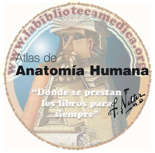 atlas de anatomia humana frank h netter 7 edition