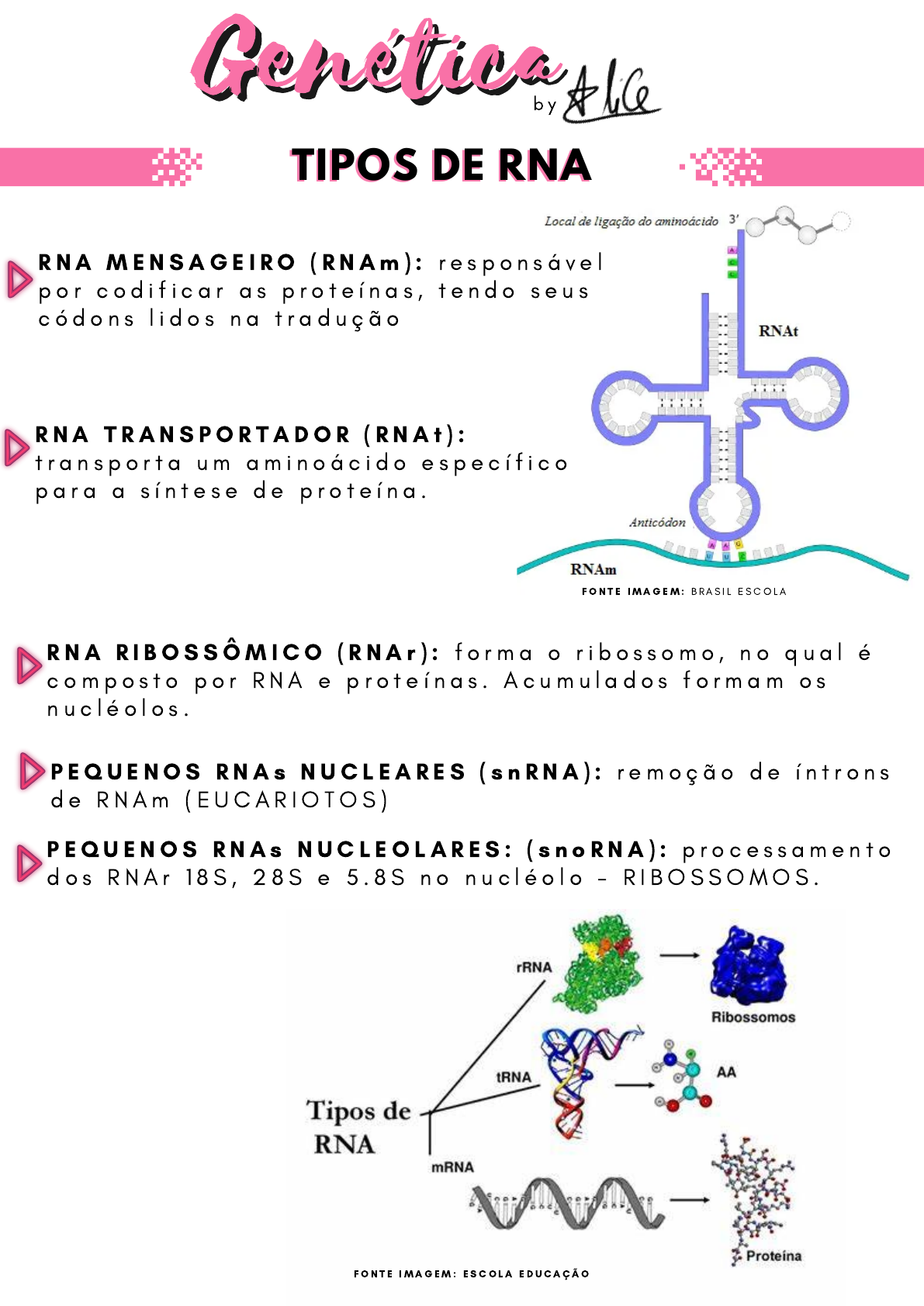 RNA - Conceito e o que é, image size:1191x1684