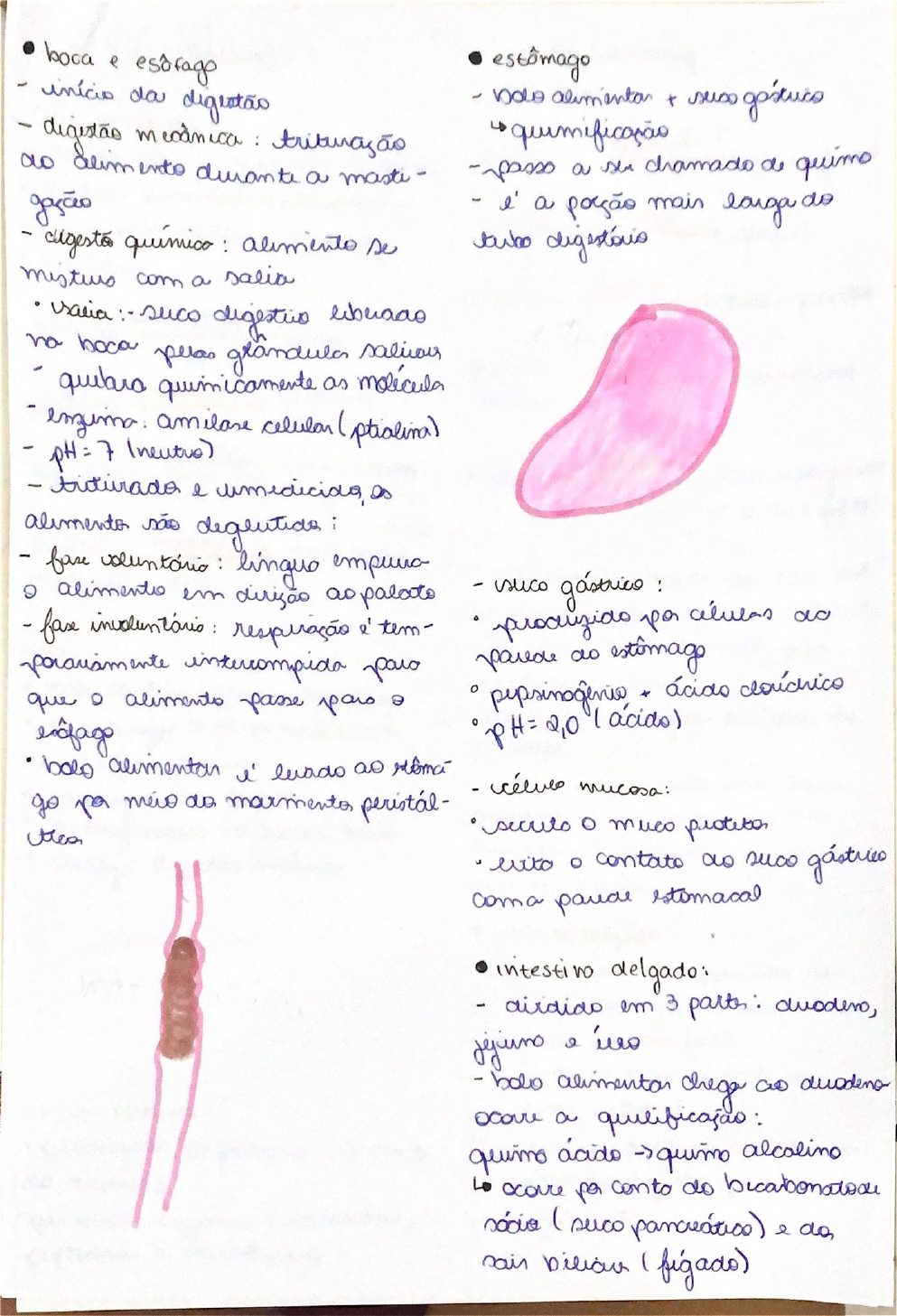 Como Funciona A Digestao Biologia 3021