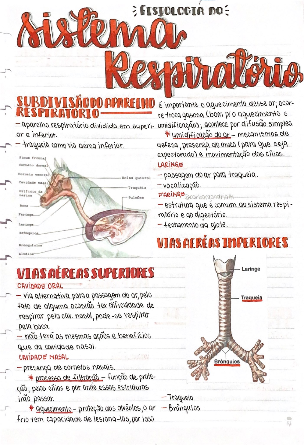 Fisiologia Respiratoria Natureza Matemtica