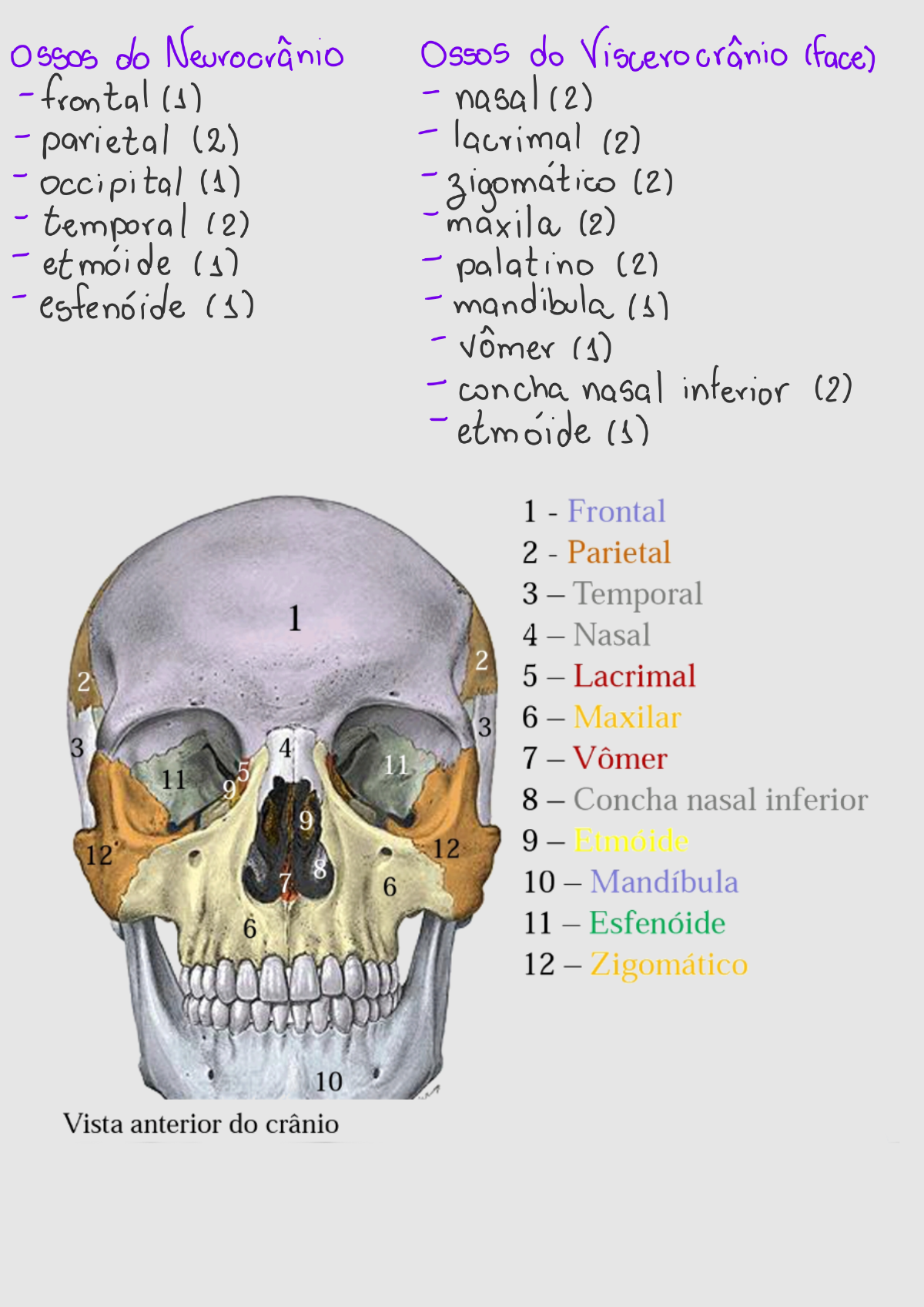 Resumo Crânio básico - Anatomia I